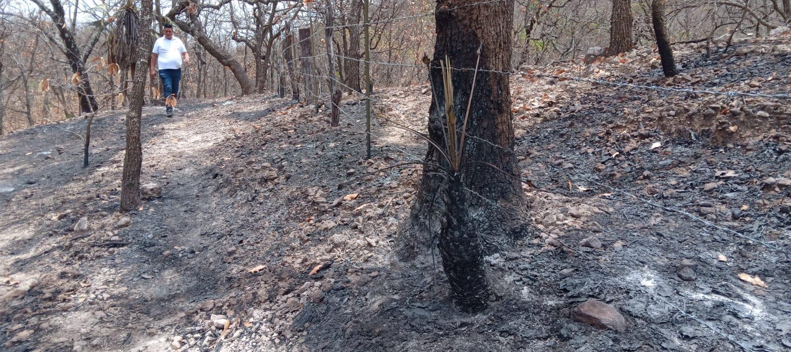 $!Sinaloa ha perdido más de 2 mil hectáreas de bosques por incendios en 2023