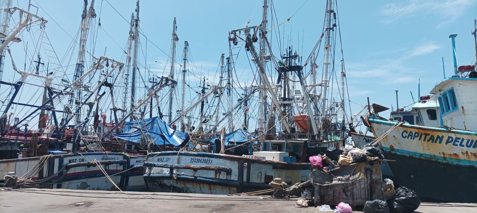 $!Ven cada vez más escasas las temporadas de camarón en Mazatlán