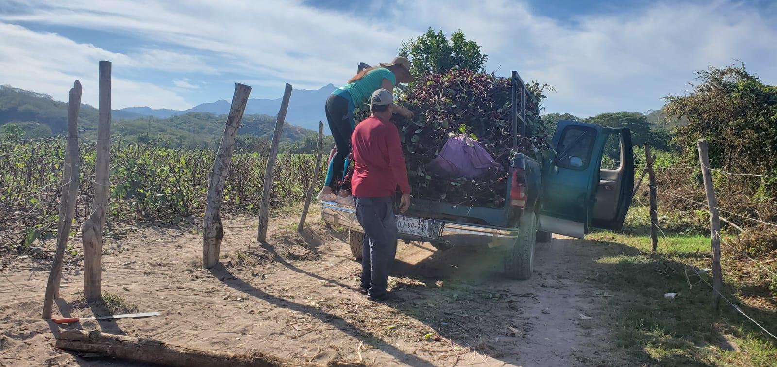 $!Familias se unen para realizar la cosecha de jamaica en Las Habitas, Rosario