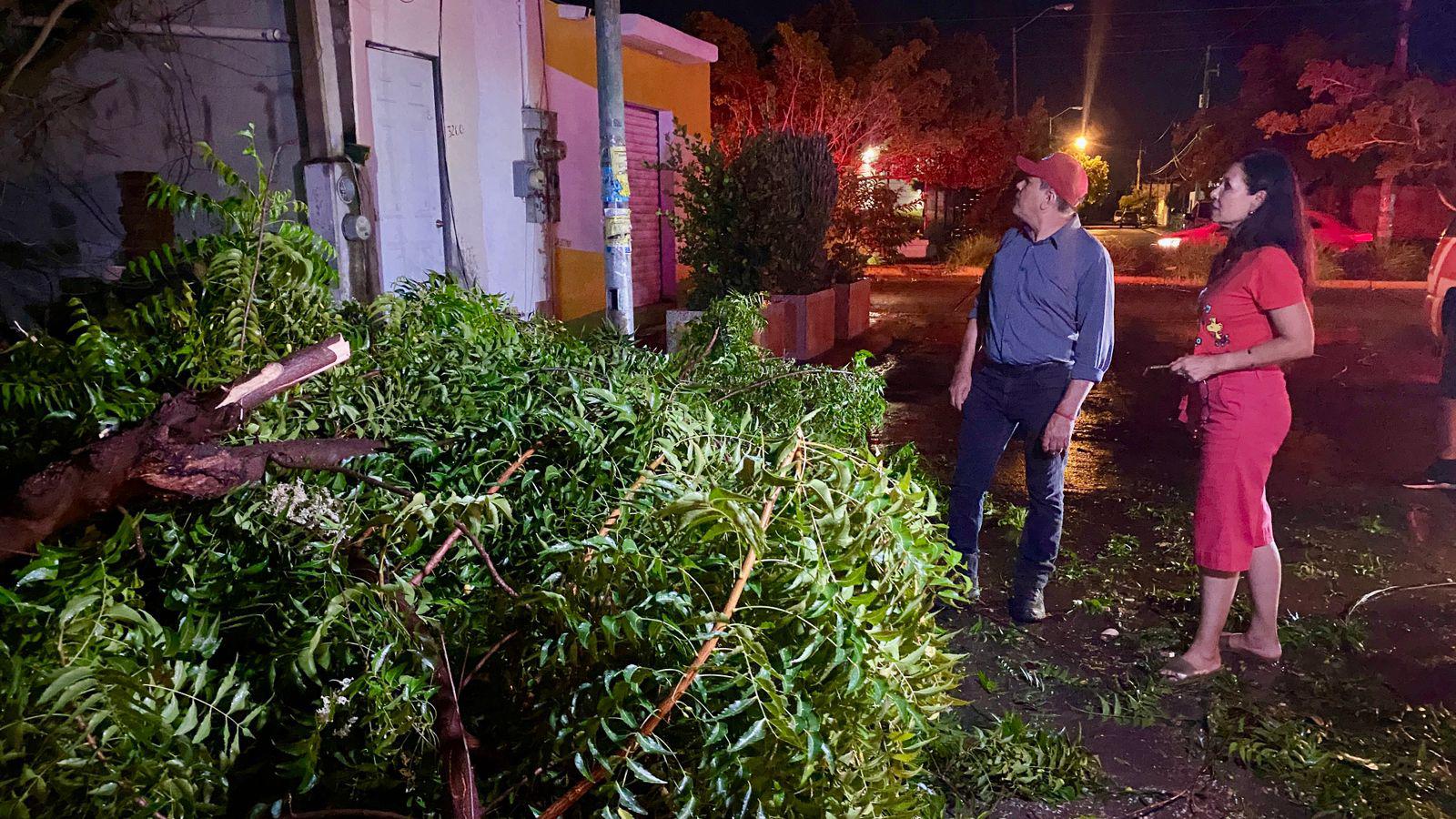 $!Lluvia y viento provocan caída de más de 60 árboles y anuncios, daños en vehículos y apagones