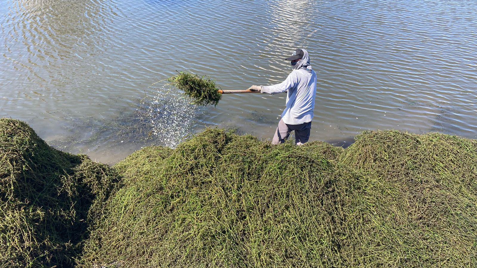 $!Realizan bardeado de Parque Central y retiran sargazo de la Laguna del Camarón