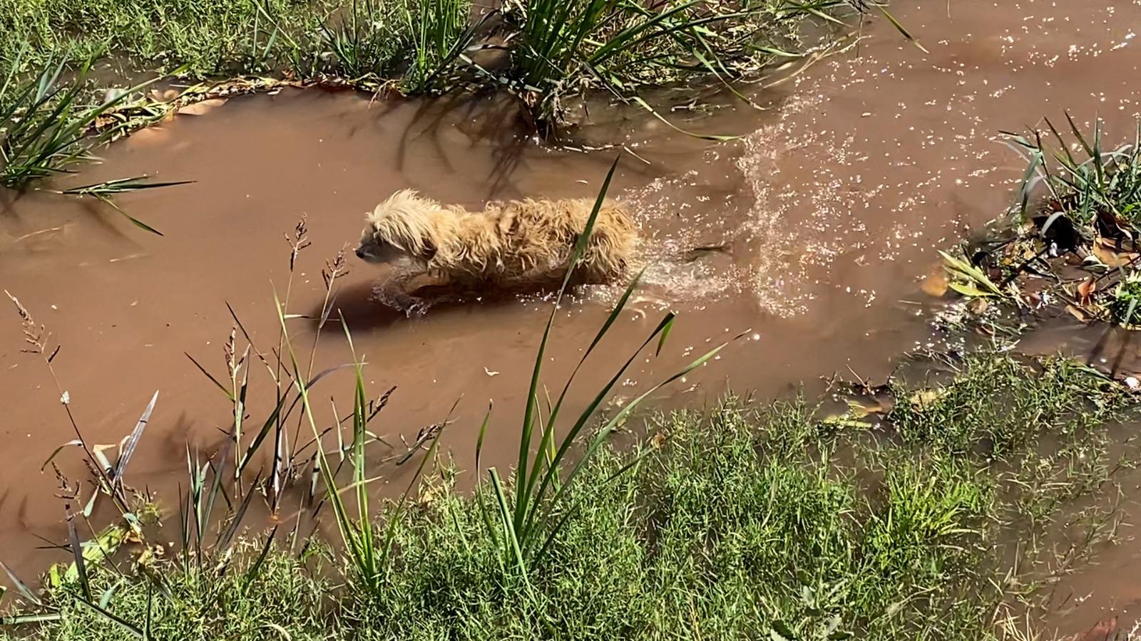 $!Protección Civil Culiacán rescata a un perrito de un dren