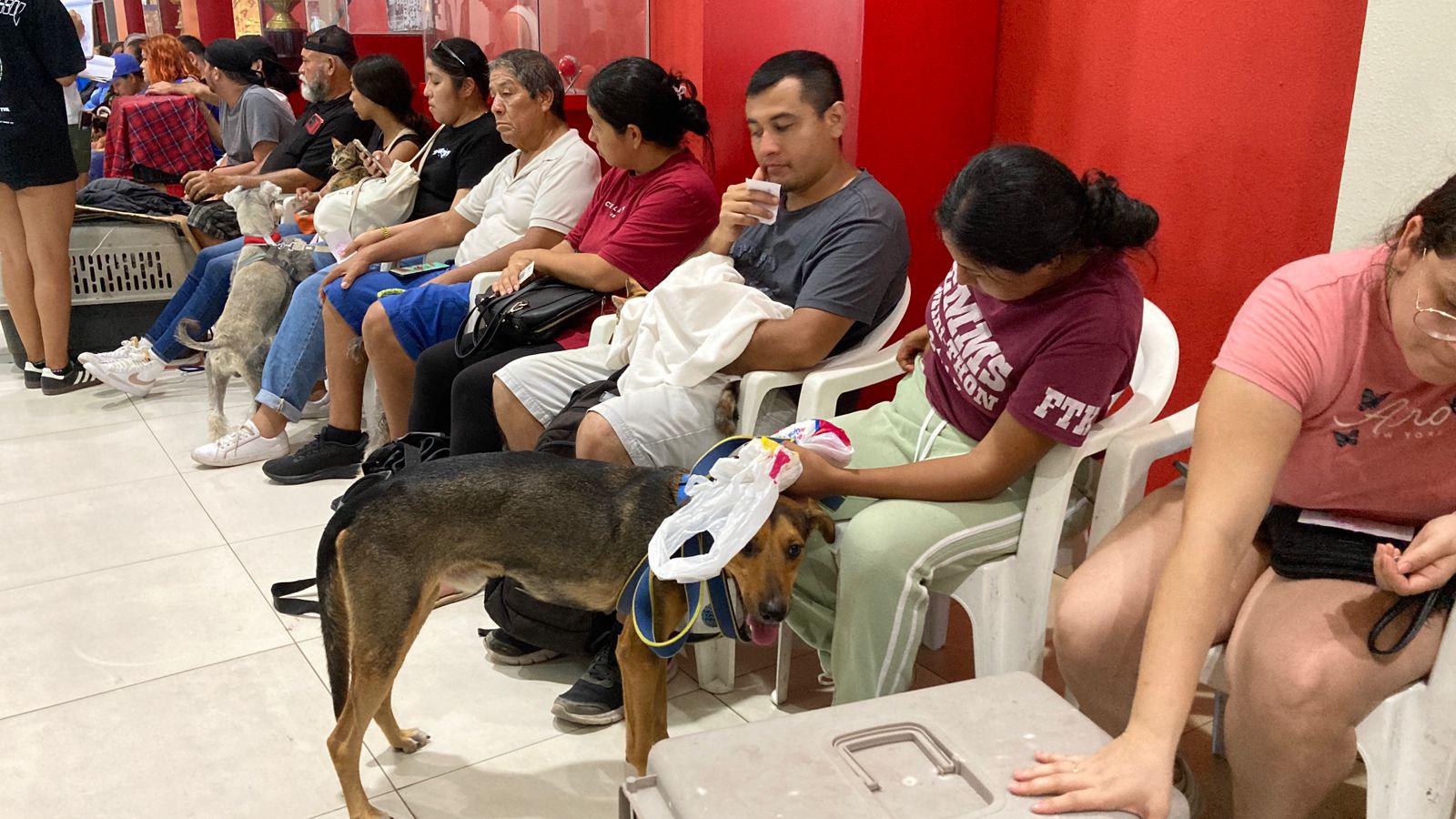 $!Atienden alrededor de 200 animales en la jornada de castración masiva