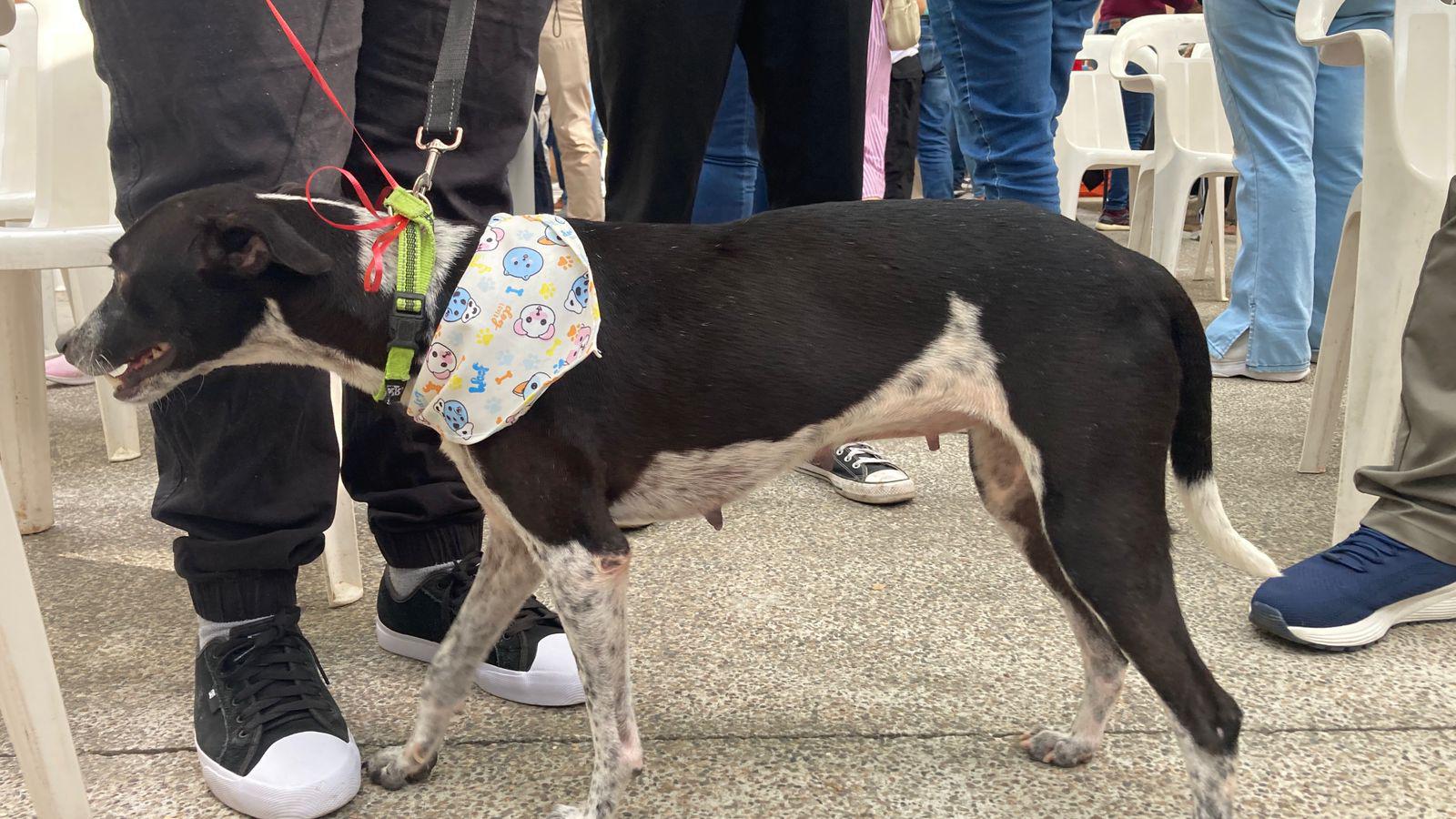 $!¡Adopta un lomito! Celebran campaña de adopción y esterilización ‘Huellitas del Bienestar’