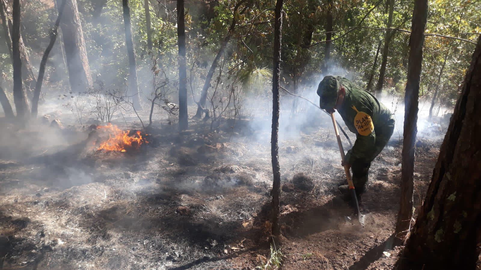 $!Arrasa incendio con más de 100 hectáreas de pino en la sierra de Concordia