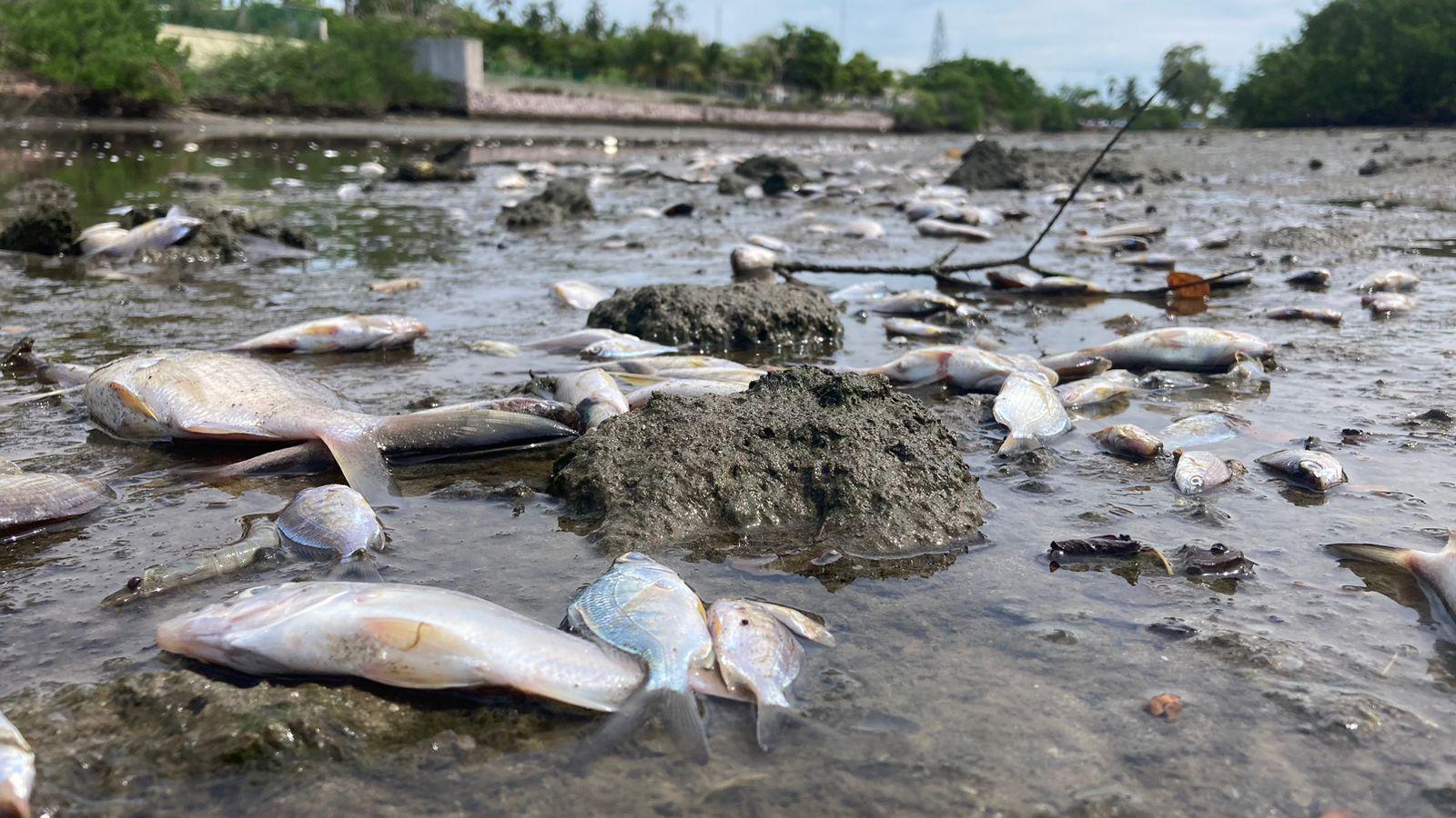 $!Marea baja en el Estero del Yugo saca a flote basura y peces muertos