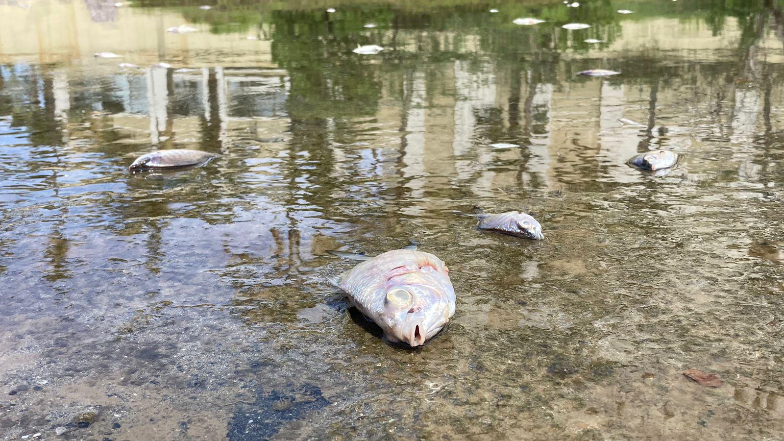 $!Marea baja en el Estero del Yugo saca a flote basura y peces muertos