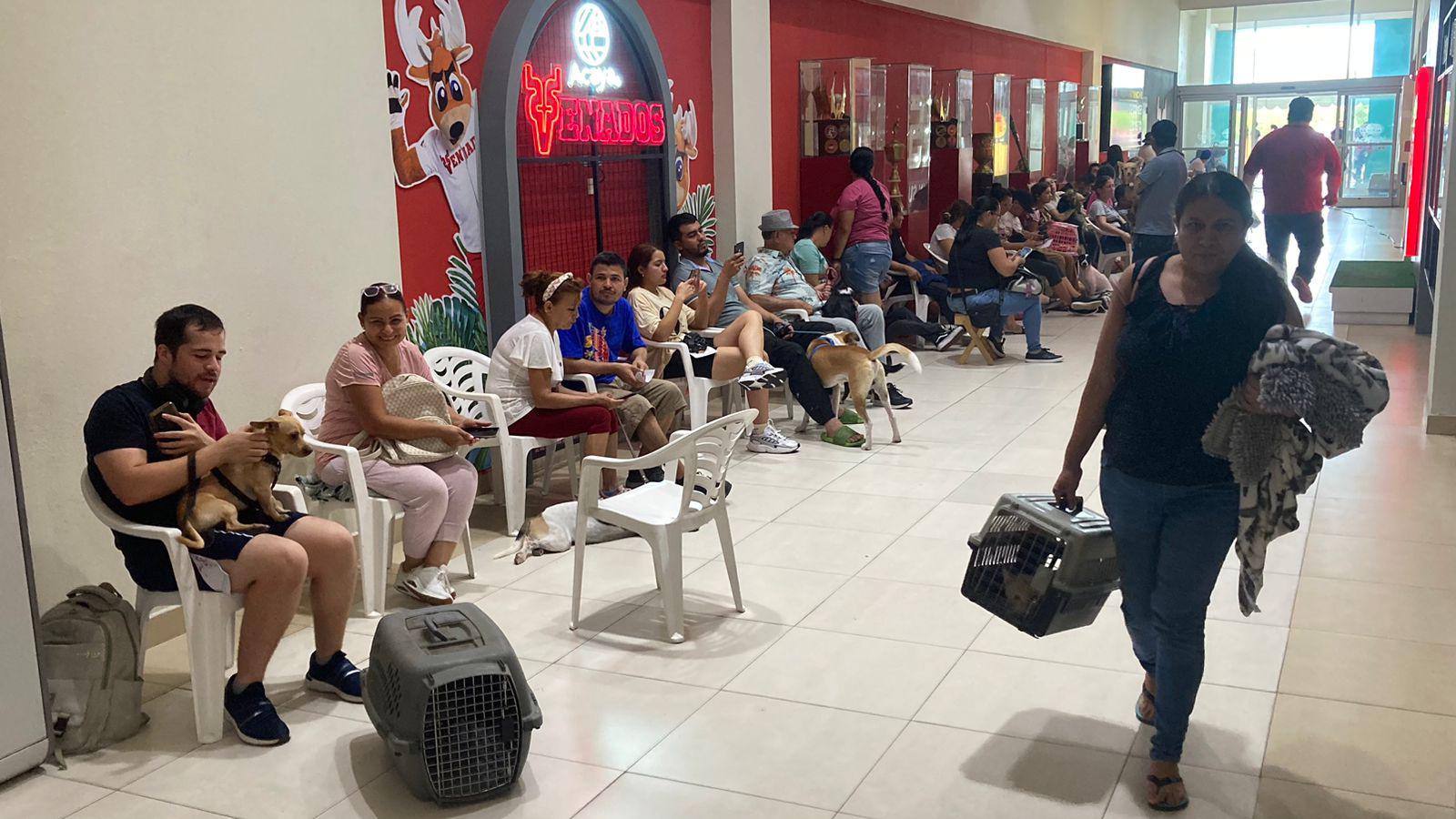 $!Realiza Cebica 100 esterilizaciones a perros y gatos en Mazatlán