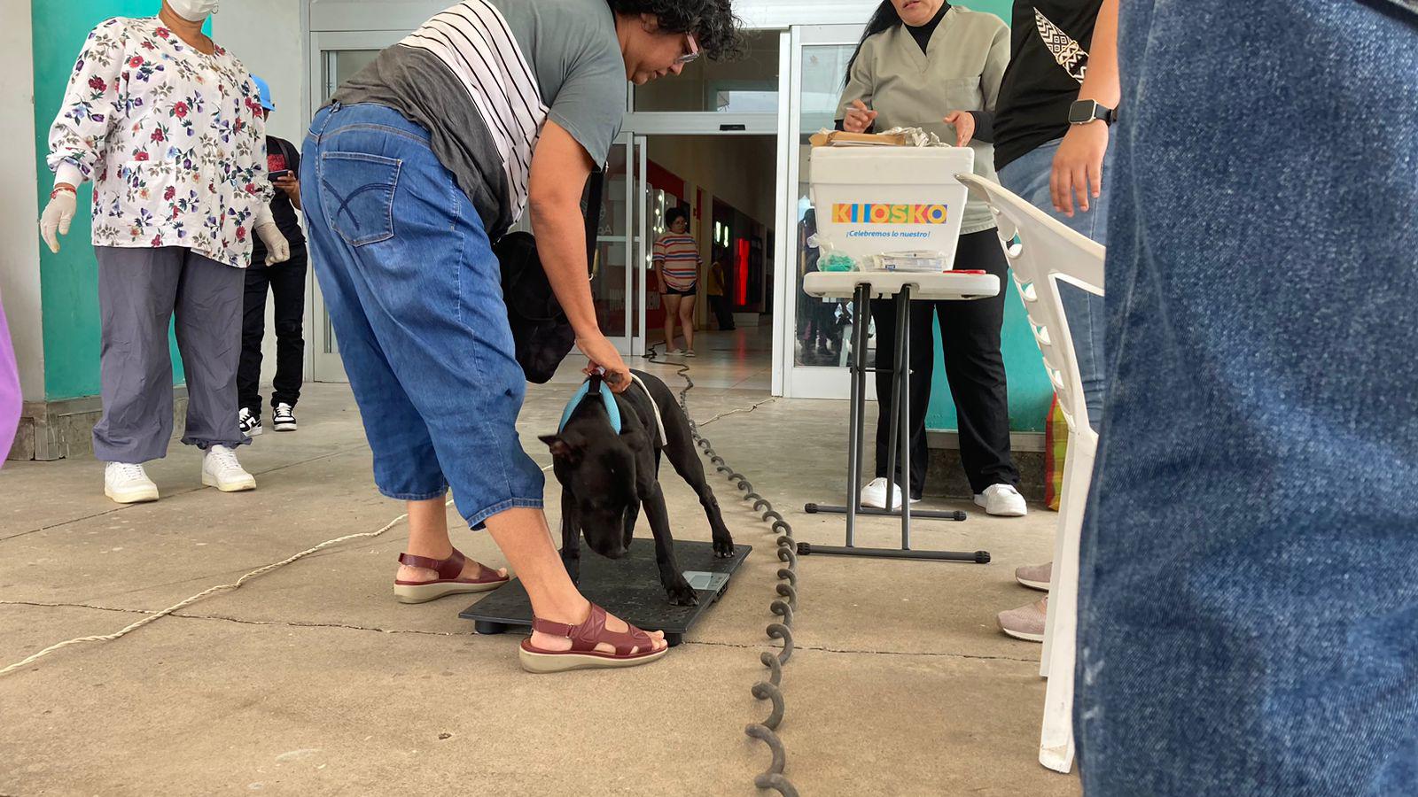 $!Realiza Cebica 100 esterilizaciones a perros y gatos en Mazatlán