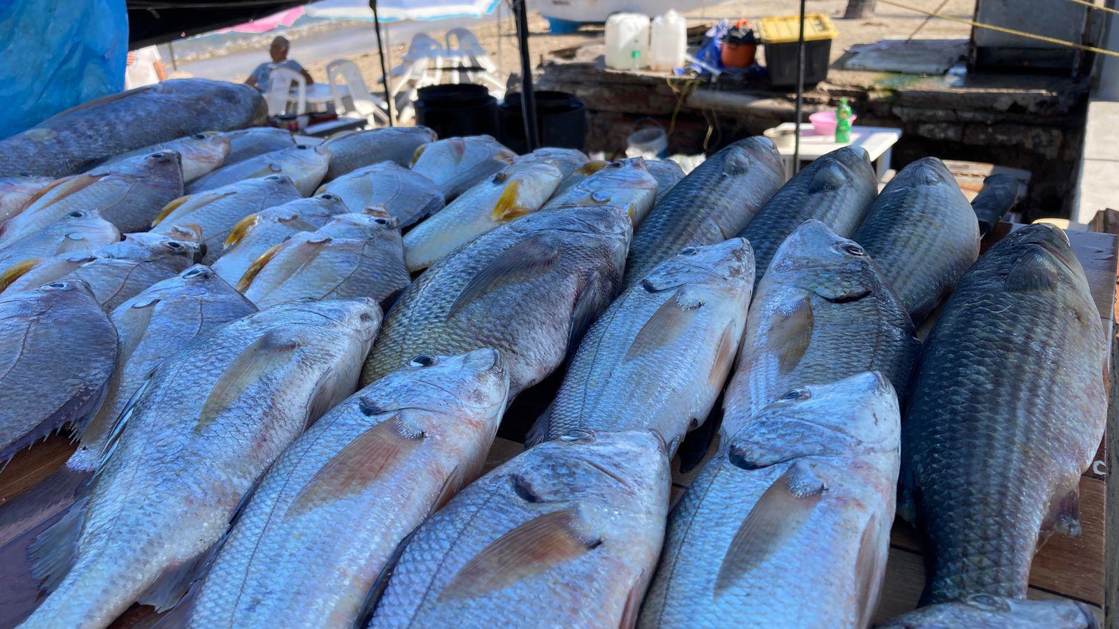 $!Vendedores de pescado en Mazatlán bajan sus precios ante la poca venta en los últimos meses