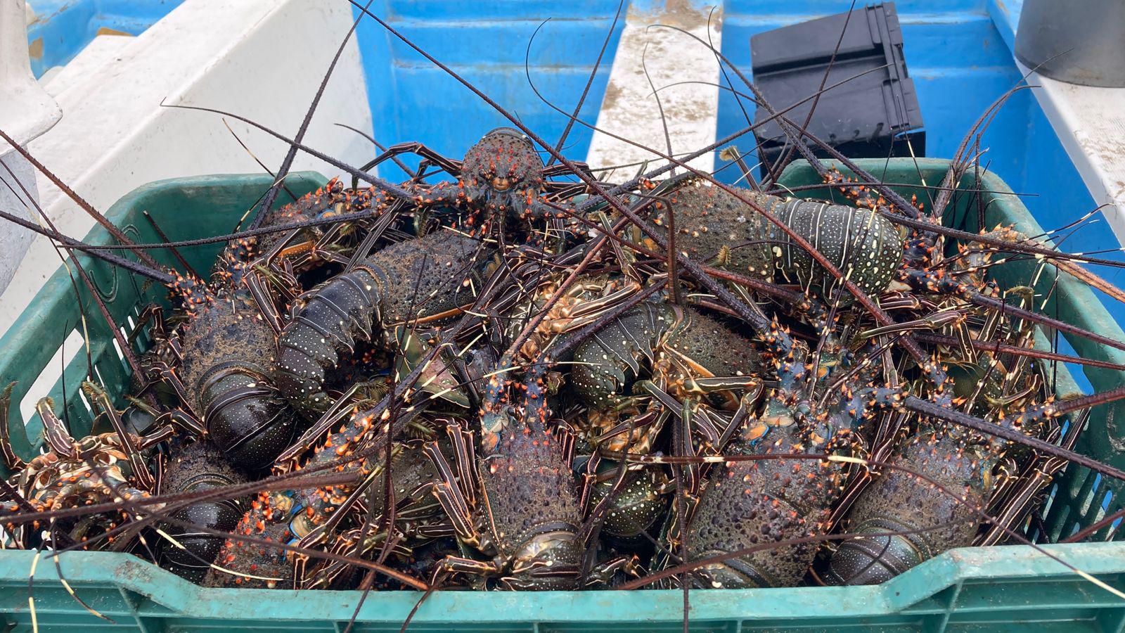 $!Comienza la pesca de langosta en Playa Norte, en Mazatlán