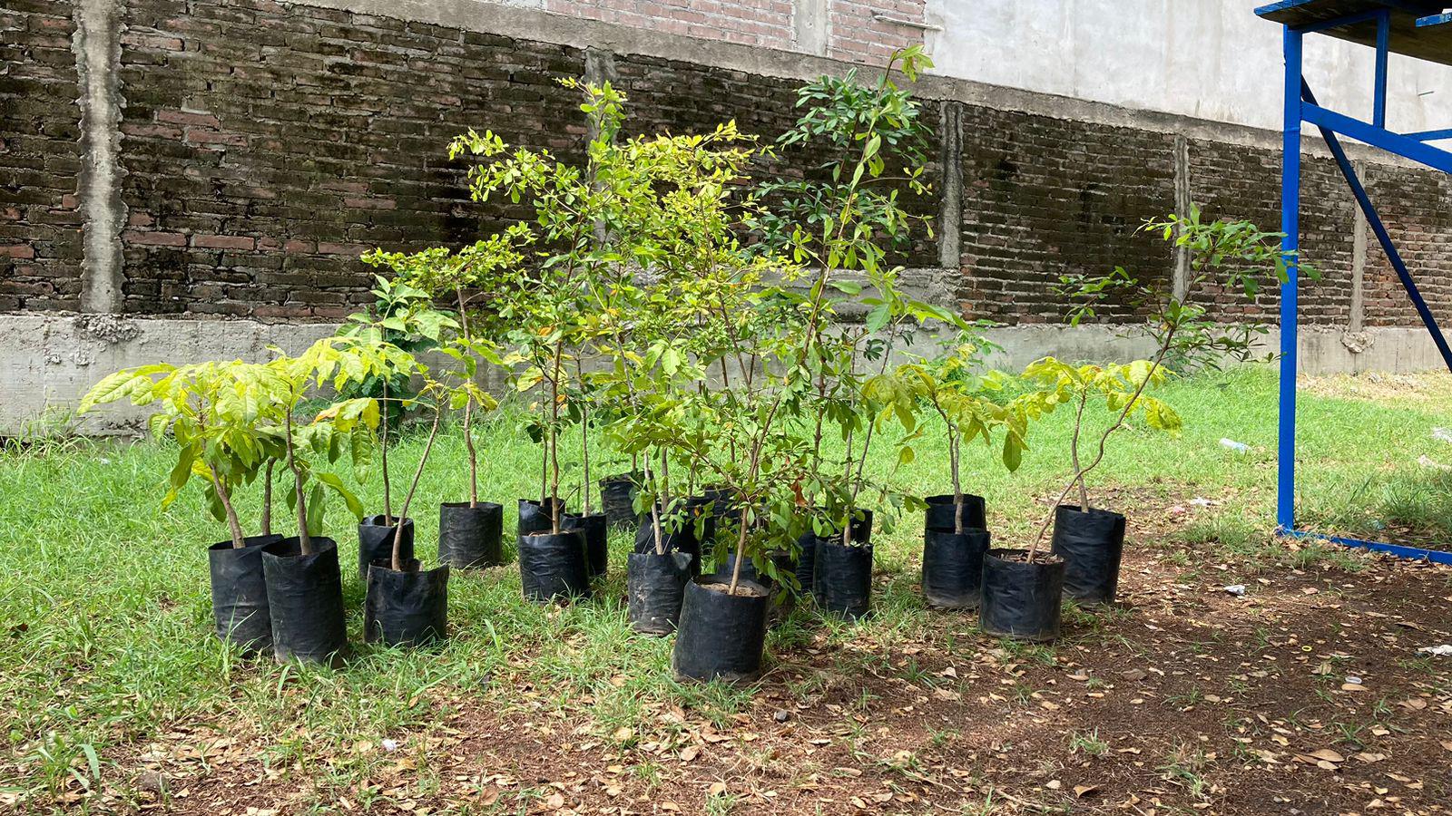 $!Donan más de 20 arbolitos al Club Muralla en pro de la reforestación de áreas verdes