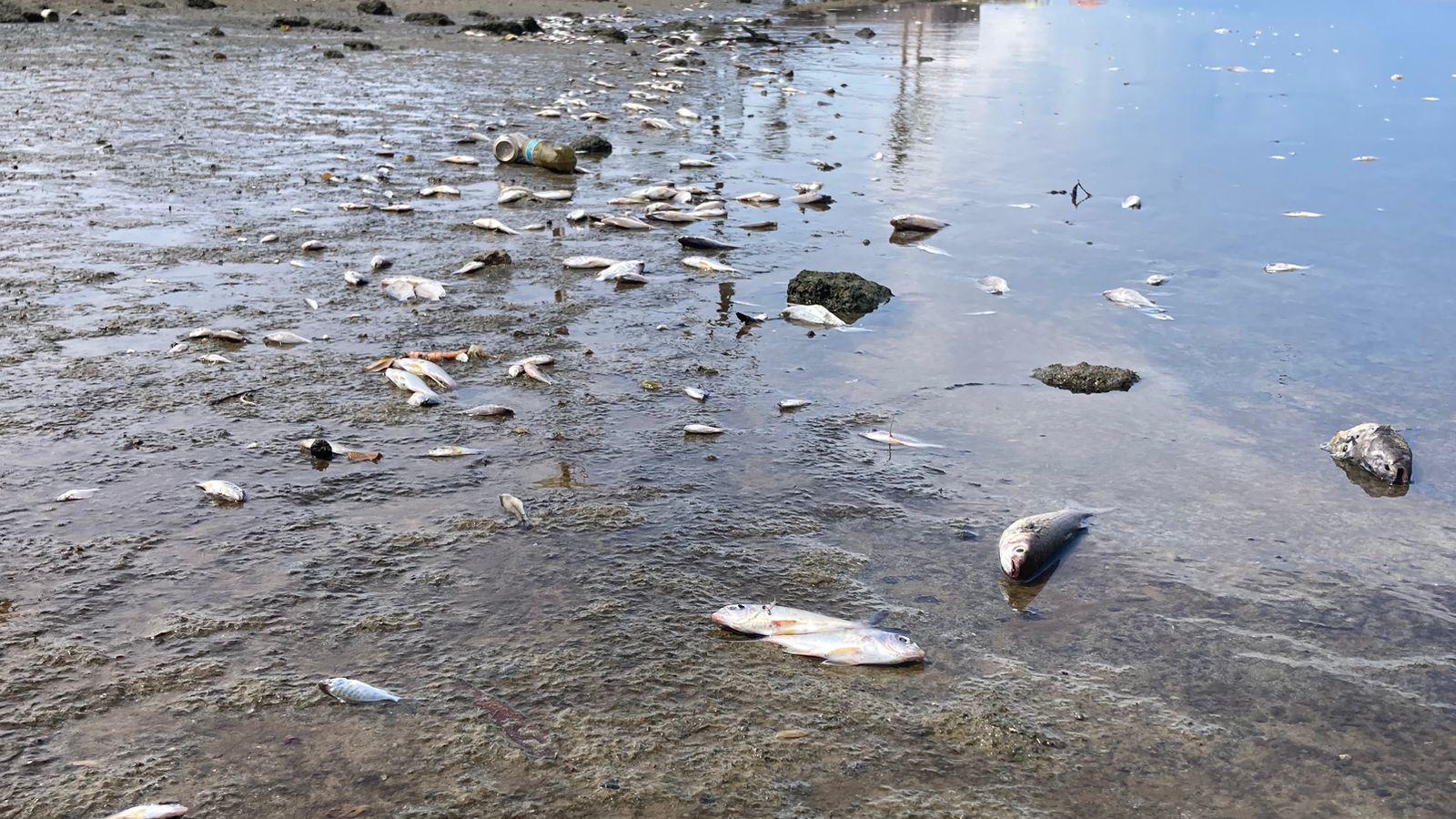 $!Marea baja en el Estero del Yugo saca a flote basura y peces muertos