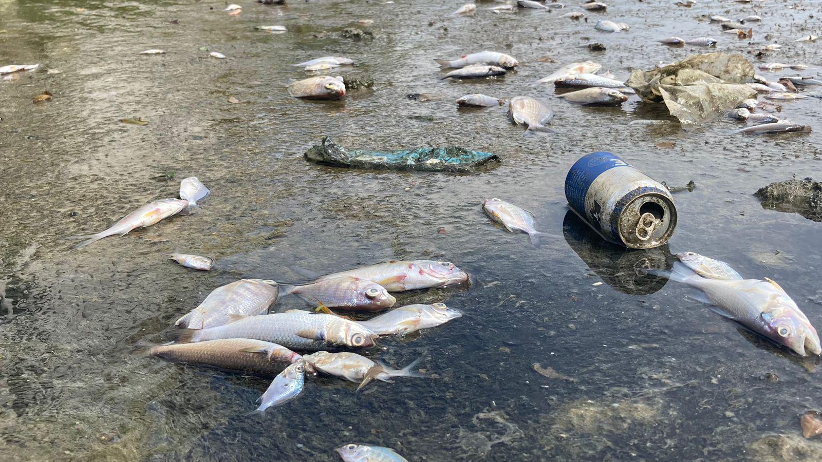 $!Marea baja en el Estero del Yugo saca a flote basura y peces muertos