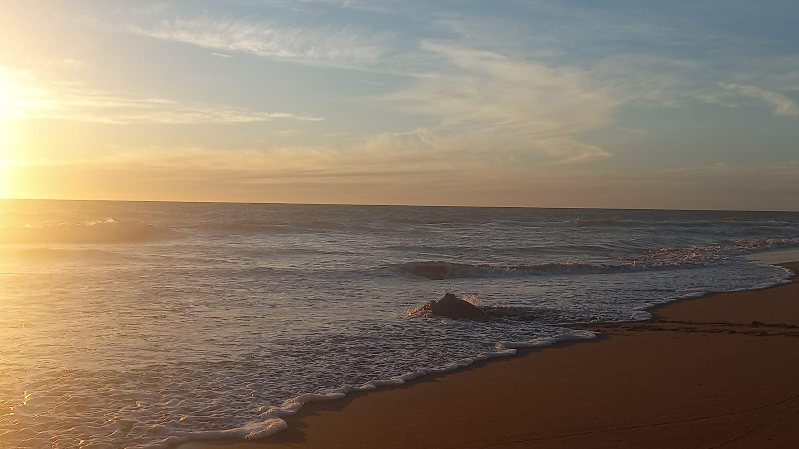 $!Libera campamento tortuguero de UNAM-Fonatur su tortuga número 18 con transmisor satelital