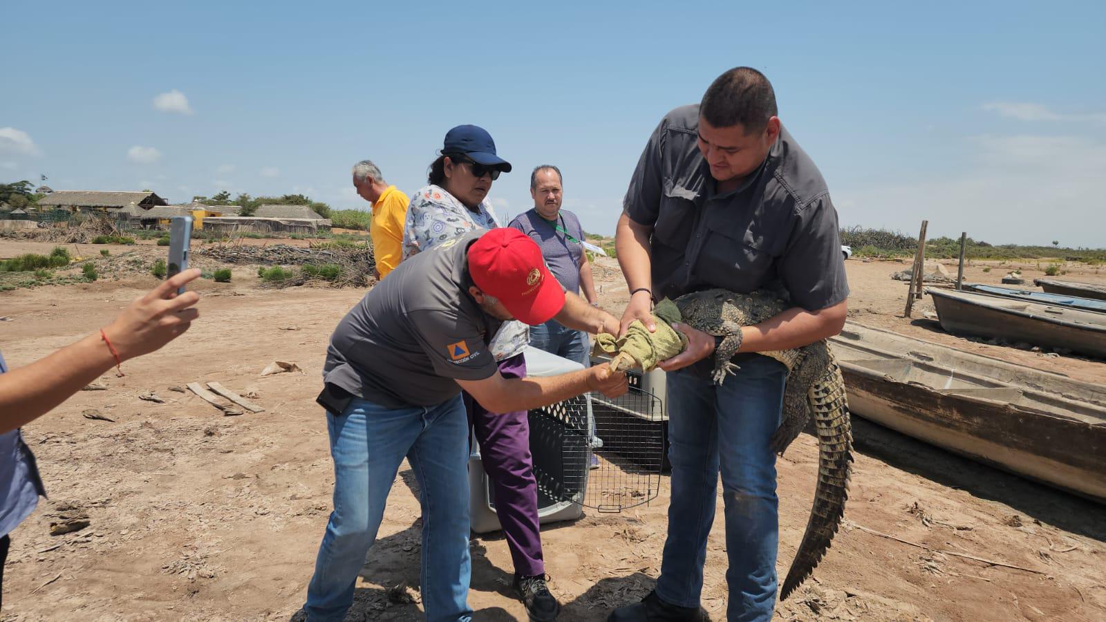 $!Rescatan y reubican a dos cocodrilos en Culiacán que fueron reportados al número de emergencias