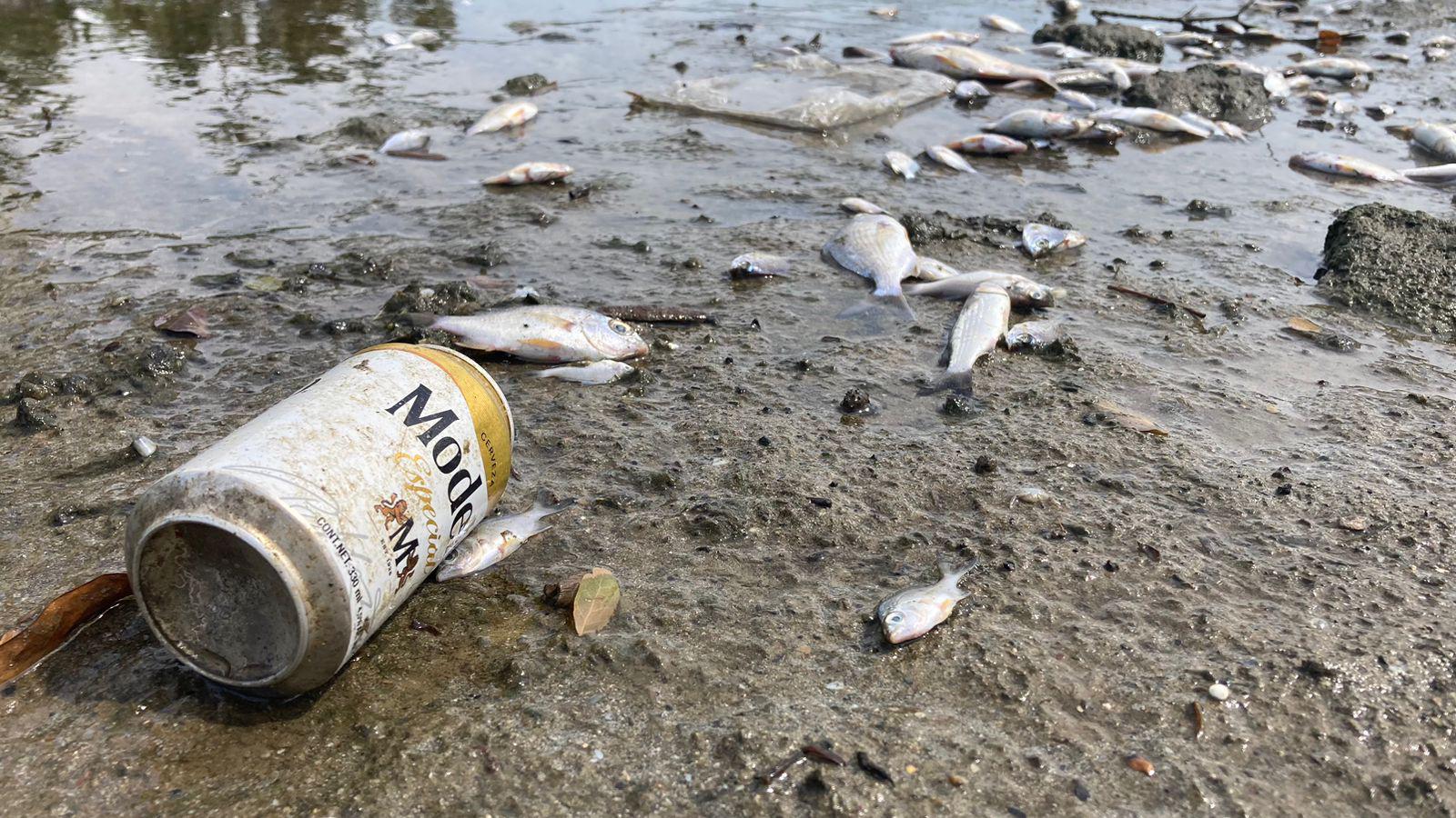 $!Marea baja en el Estero del Yugo saca a flote basura y peces muertos