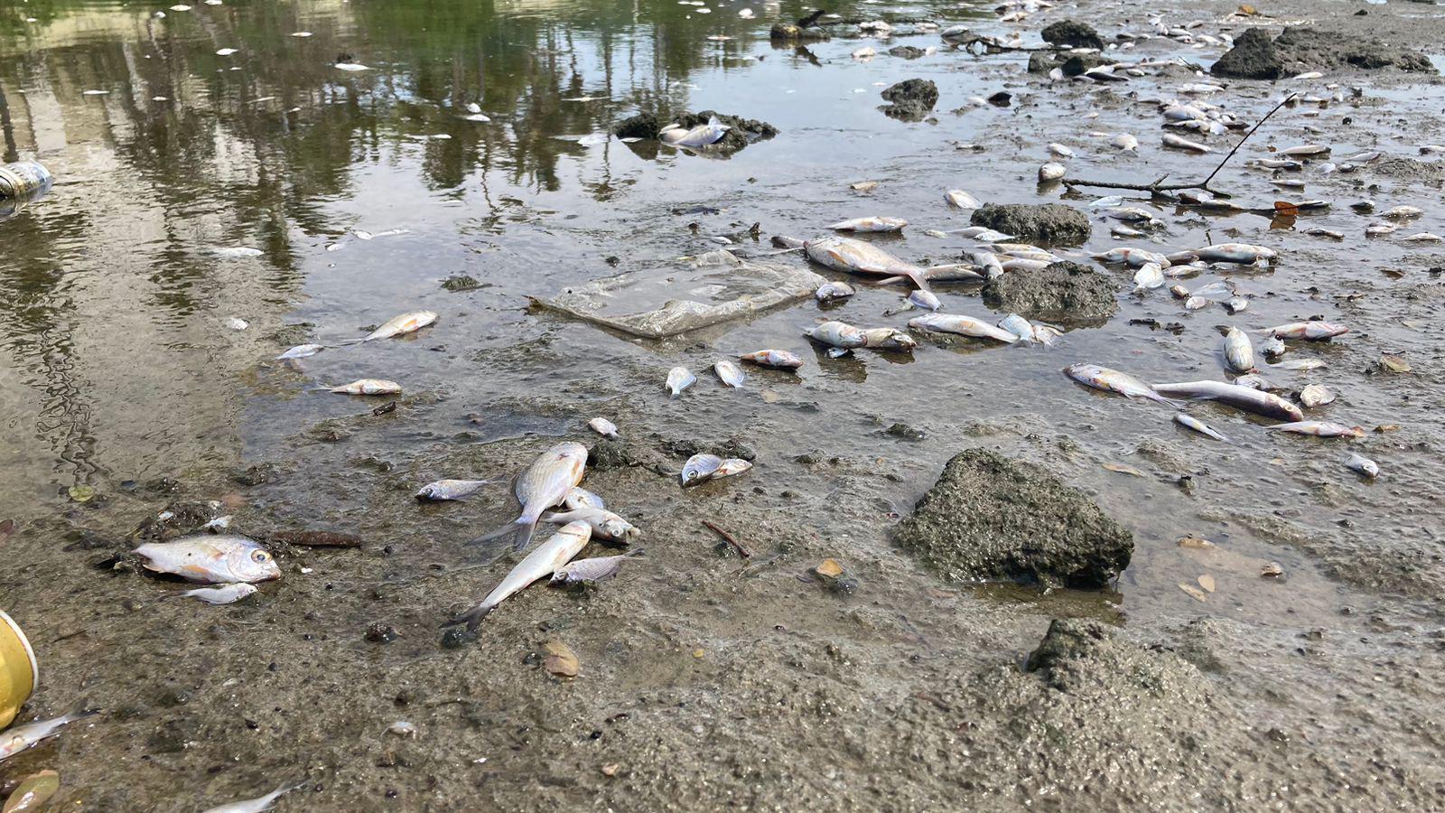 $!Marea baja en el Estero del Yugo saca a flote basura y peces muertos