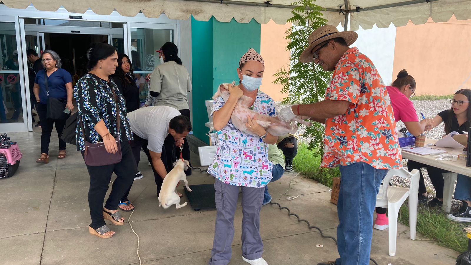 $!Realiza Cebica 100 esterilizaciones a perros y gatos en Mazatlán