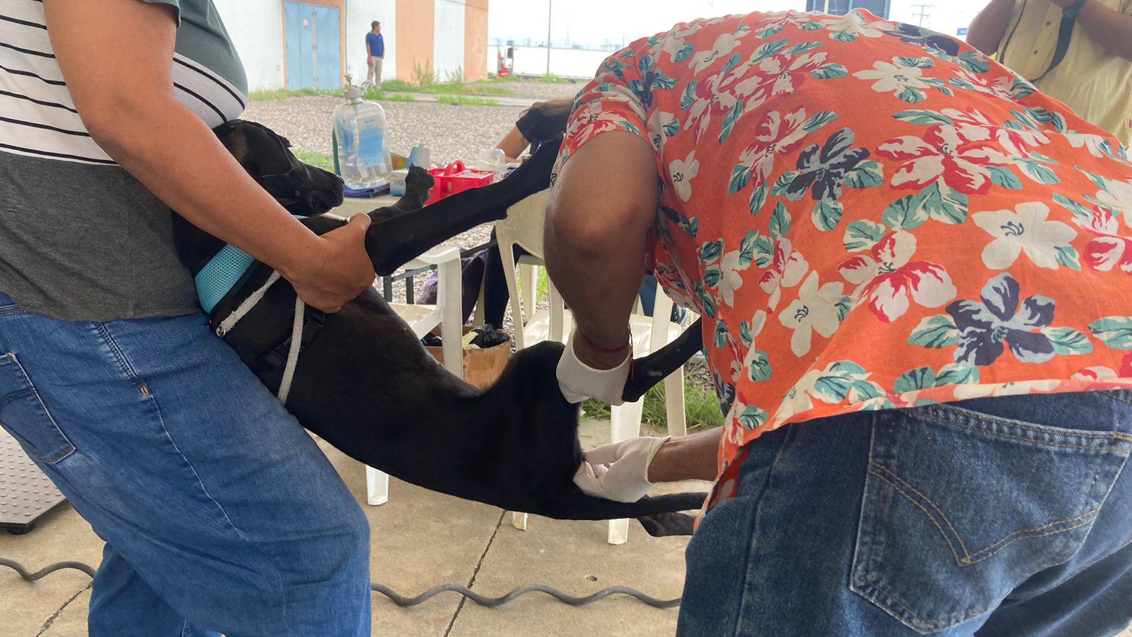 $!Realiza Cebica 100 esterilizaciones a perros y gatos en Mazatlán