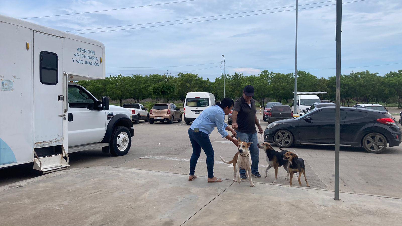 $!Realiza Cebica 100 esterilizaciones a perros y gatos en Mazatlán