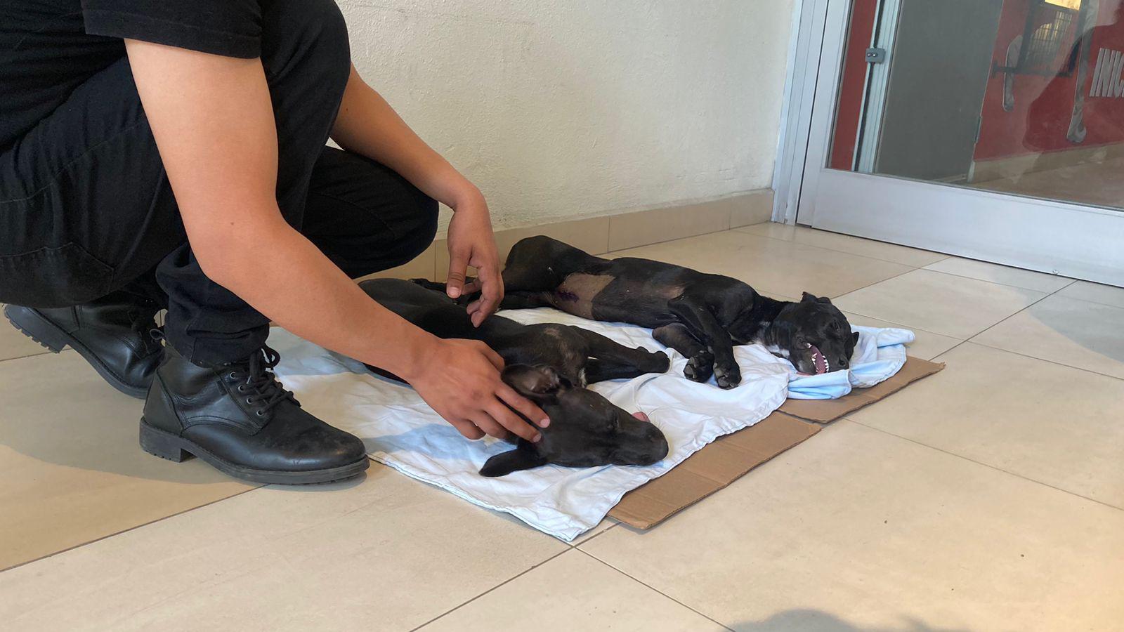 $!Realiza Cebica 100 esterilizaciones a perros y gatos en Mazatlán