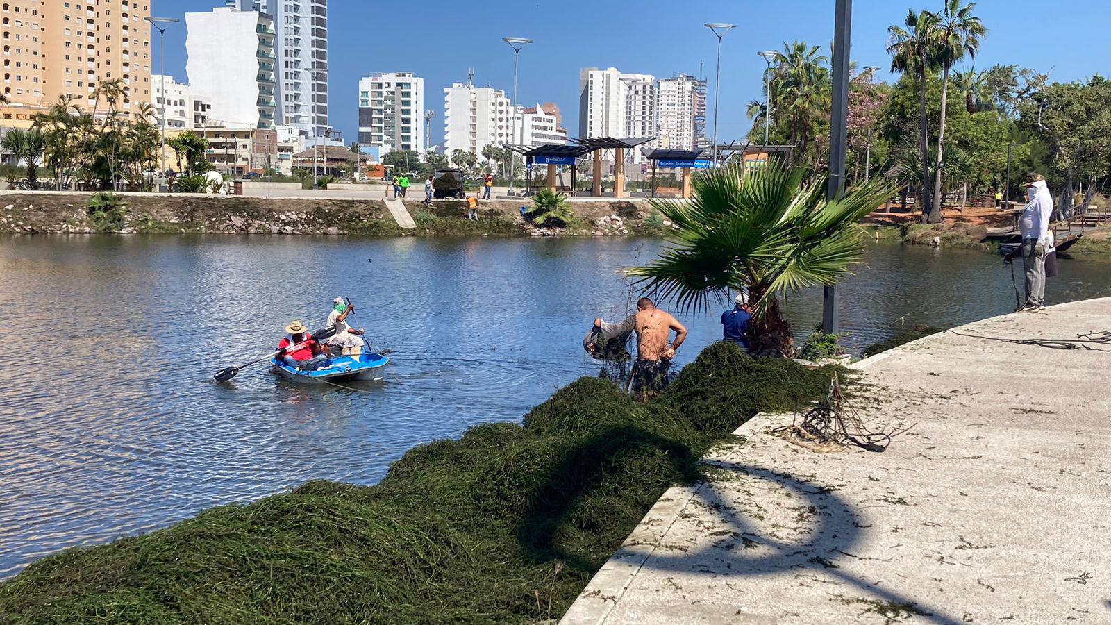 $!Realizan bardeado de Parque Central y retiran sargazo de la Laguna del Camarón