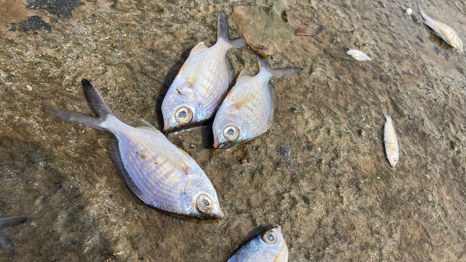 $!Marea baja en el Estero del Yugo saca a flote basura y peces muertos