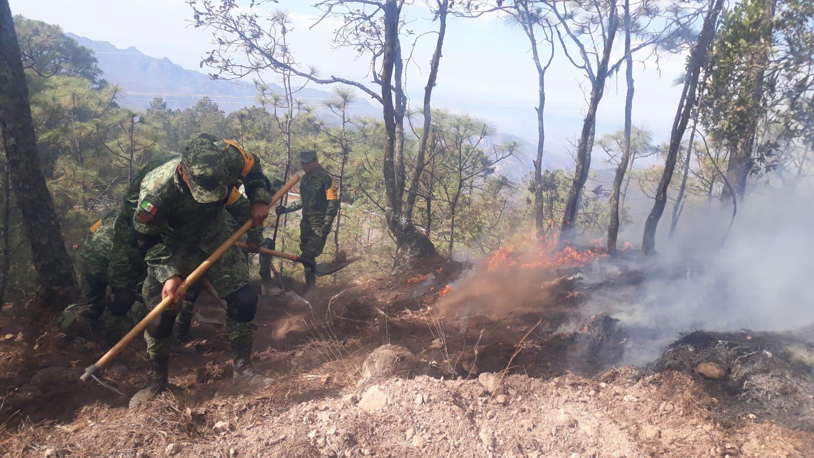 $!Arrasa incendio con más de 100 hectáreas de pino en la sierra de Concordia