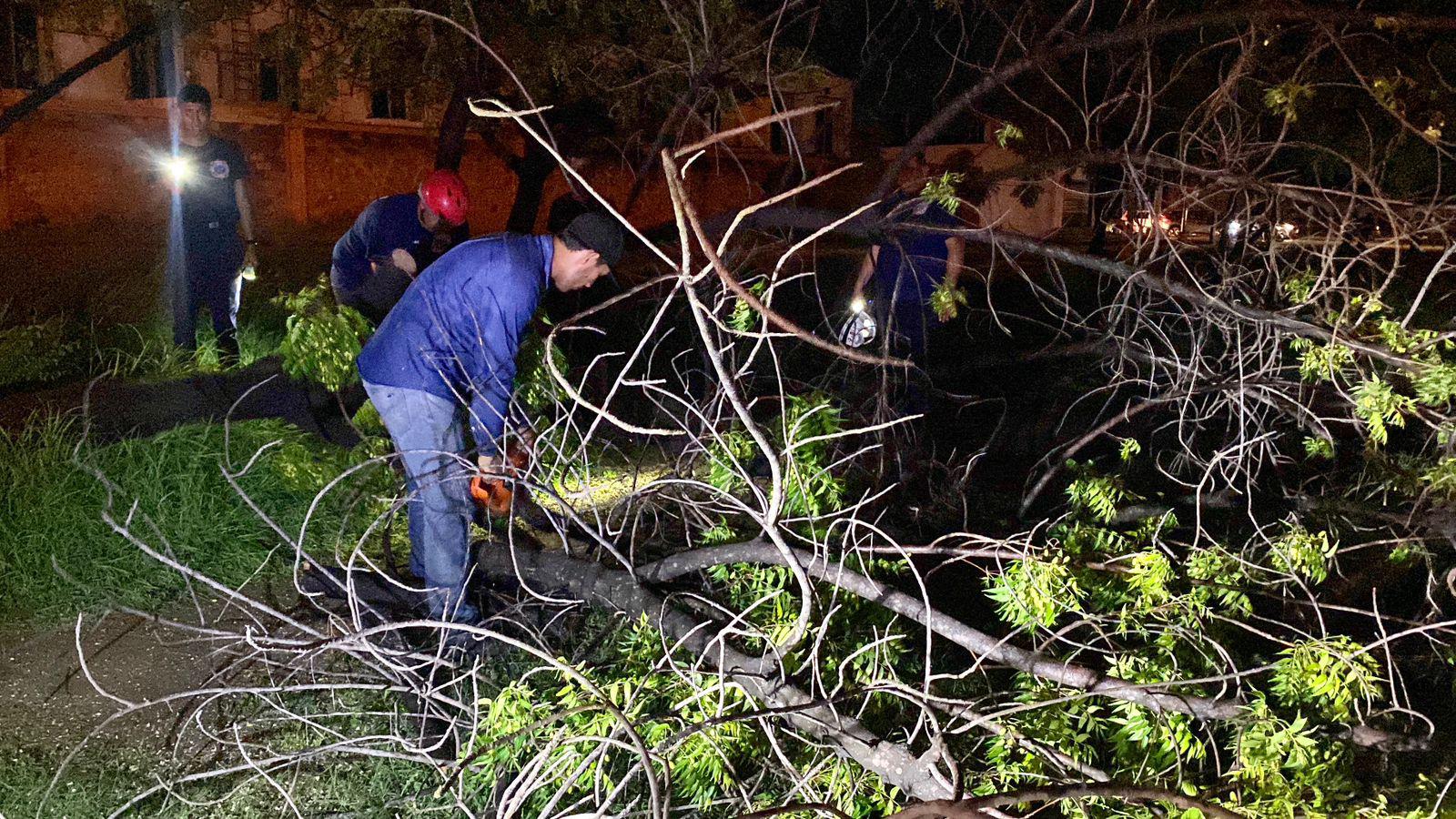 $!Lluvia y viento provocan caída de más de 60 árboles y anuncios, daños en vehículos y apagones