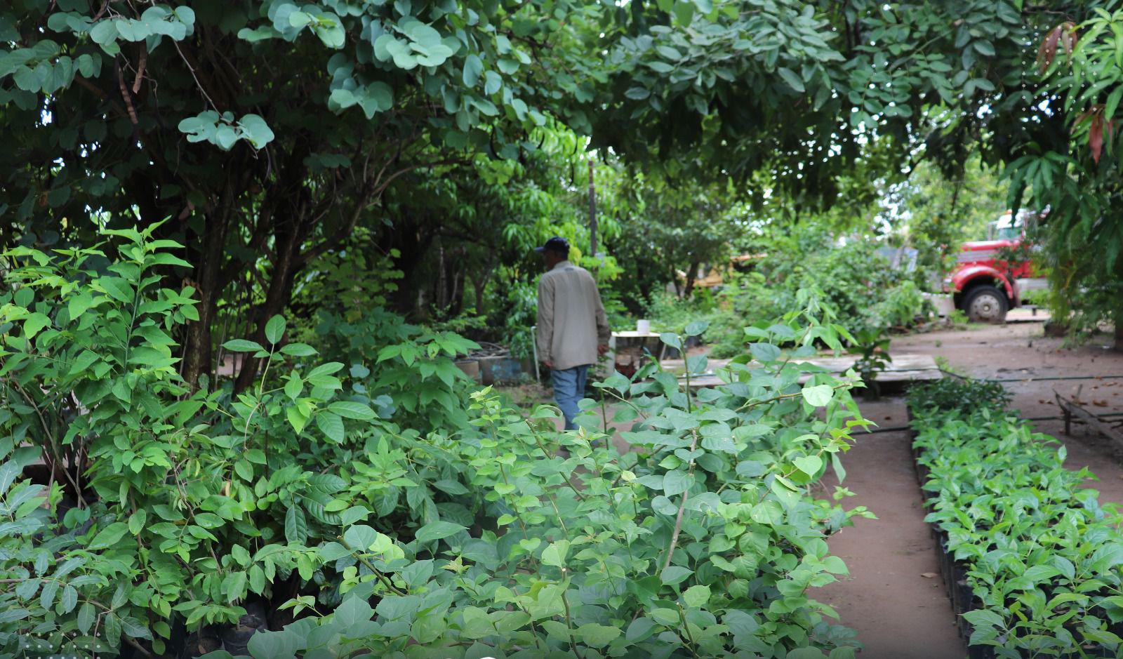 $!Dona Gobierno Estatal 2000 plantas para embellecer Escuinapa