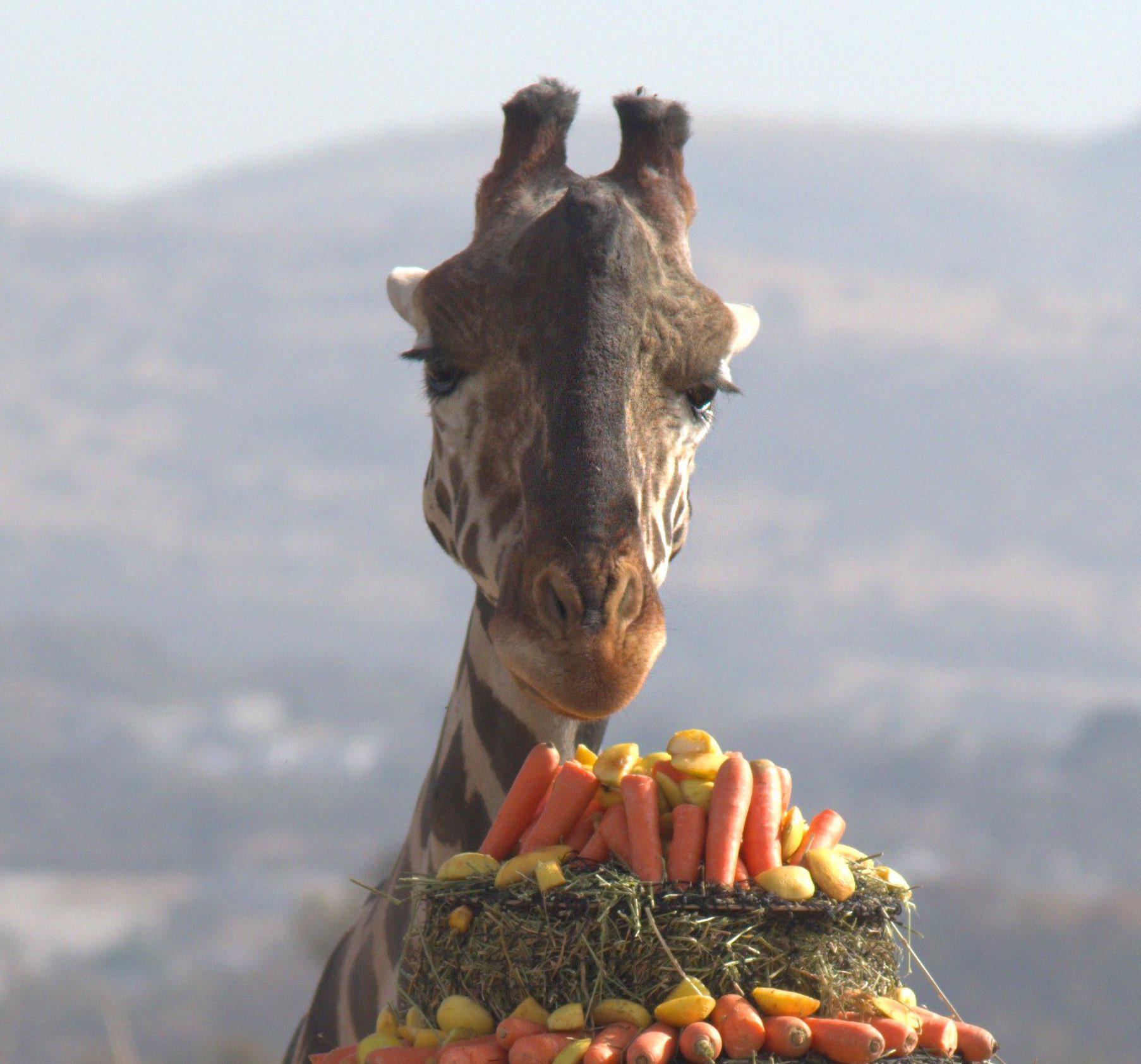 $!Jirafa Benito se integra a su nueva manada en Africam Safari en Puebla