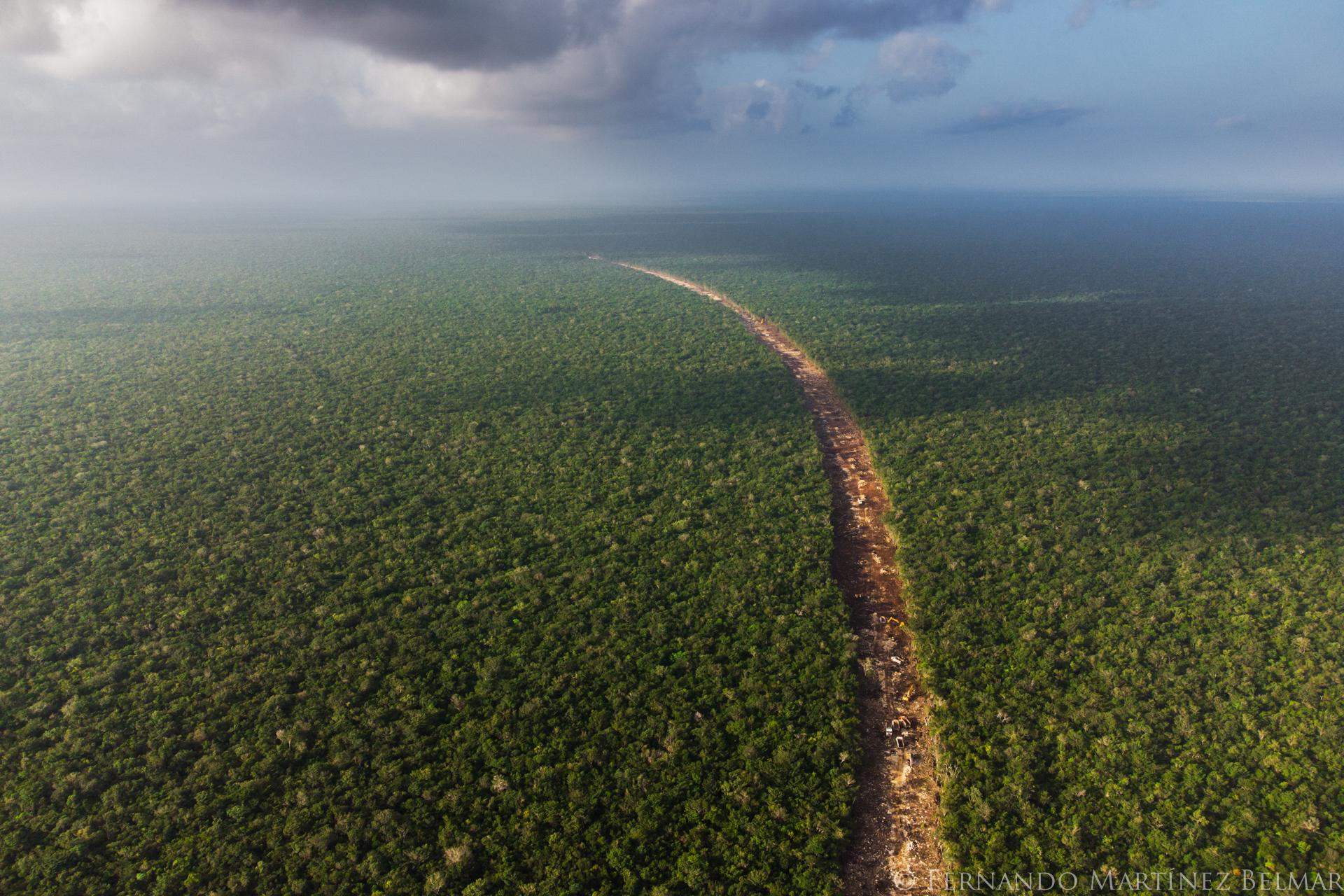 $!Más de 6 000 hectáreas —un estimado de más de 10 millones de árboles— han sido deforestadas para darle lugar a las vías del mal llamado Tren “Maya”.