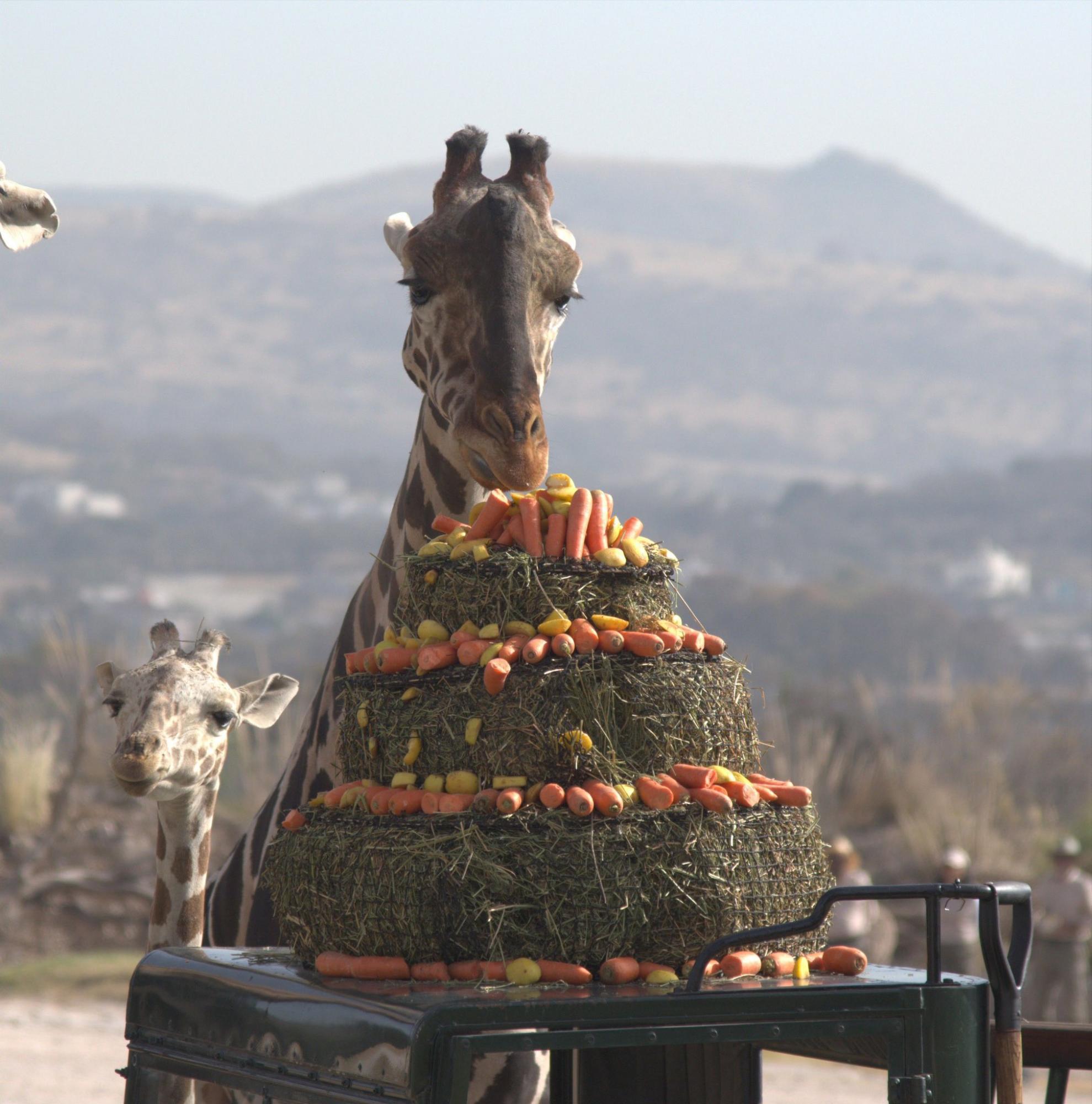 $!Jirafa Benito se integra a su nueva manada en Africam Safari en Puebla