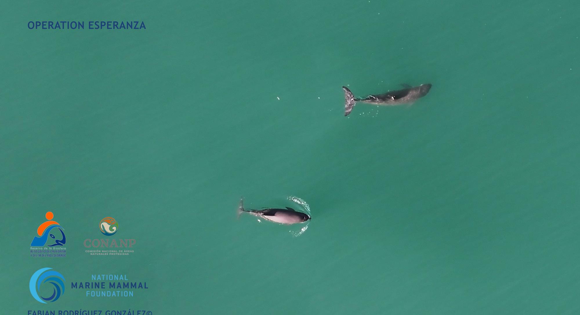 $!Vaquitas marinas (Phocoena sinus) avistadas en mayo del 2024 en el Alto Golfo de California, durante la Operación Esperanza.