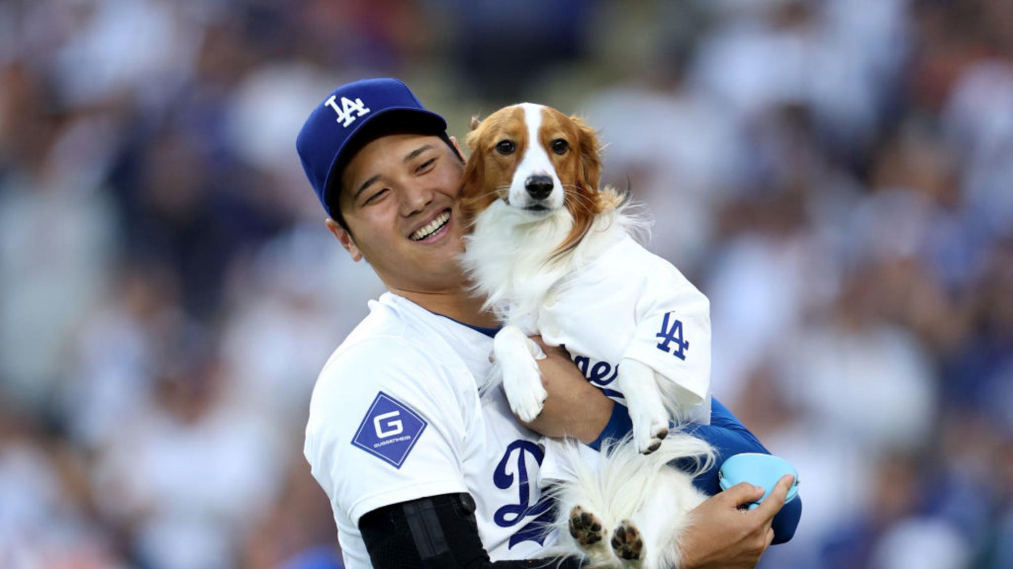 $!Perro de Ohtani lanza la primera bola en juego de Dodgers (VIDEO)