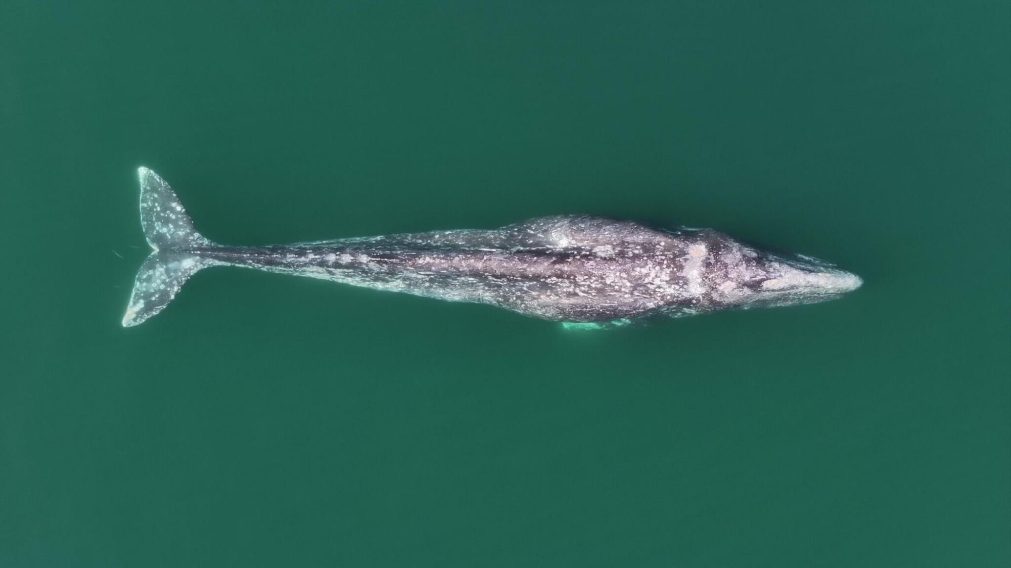 $!Patrones de manchas de una ballena gris (Eschrichtius robustus), vistos con la cámara de un dron.