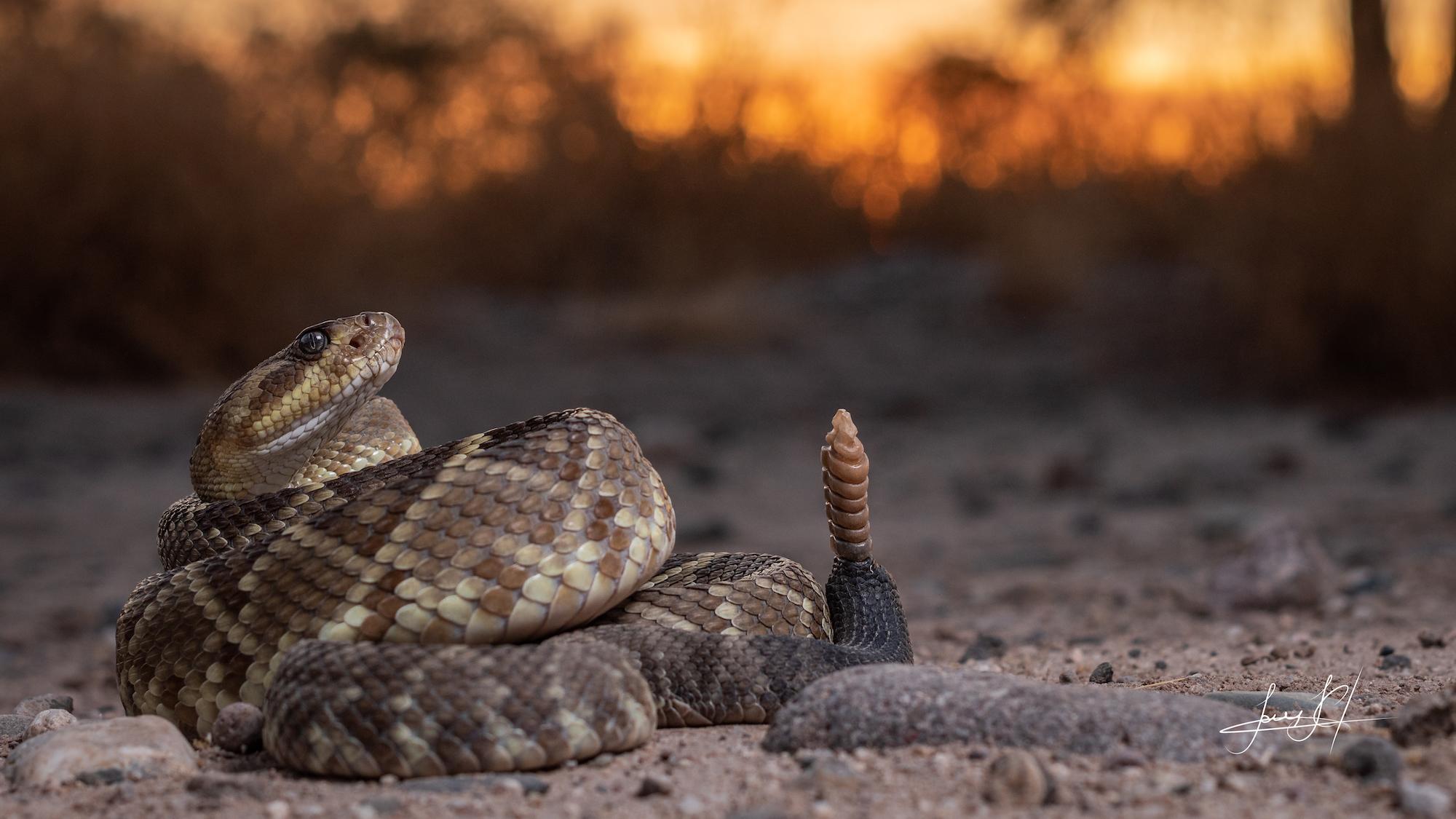 $!Cascabel de cola negra (Crotalus molossus), una serpiente muy común en el estado de Sonora, en el noroeste de México. Pueden llegar a medir más de un metro de longitud en su adultez.