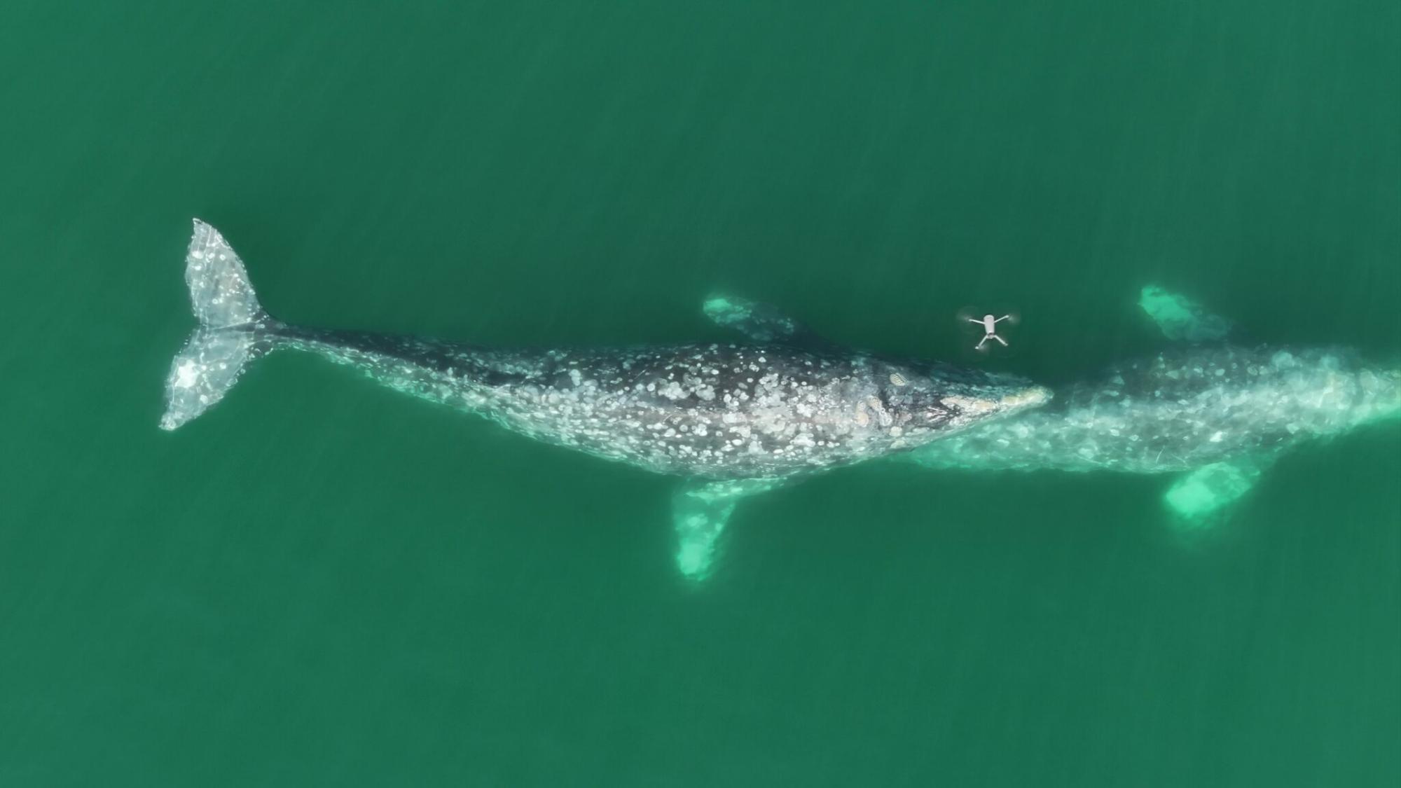 $!Par de ballenas grises (Eschrichtius robustus) avistadas en la Laguna San Ignacio, Baja California Sur