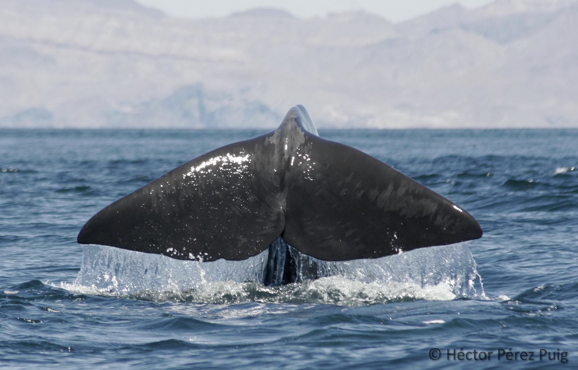 $!Estudio demuestra que cachalotes desaparecen del Golfo de California