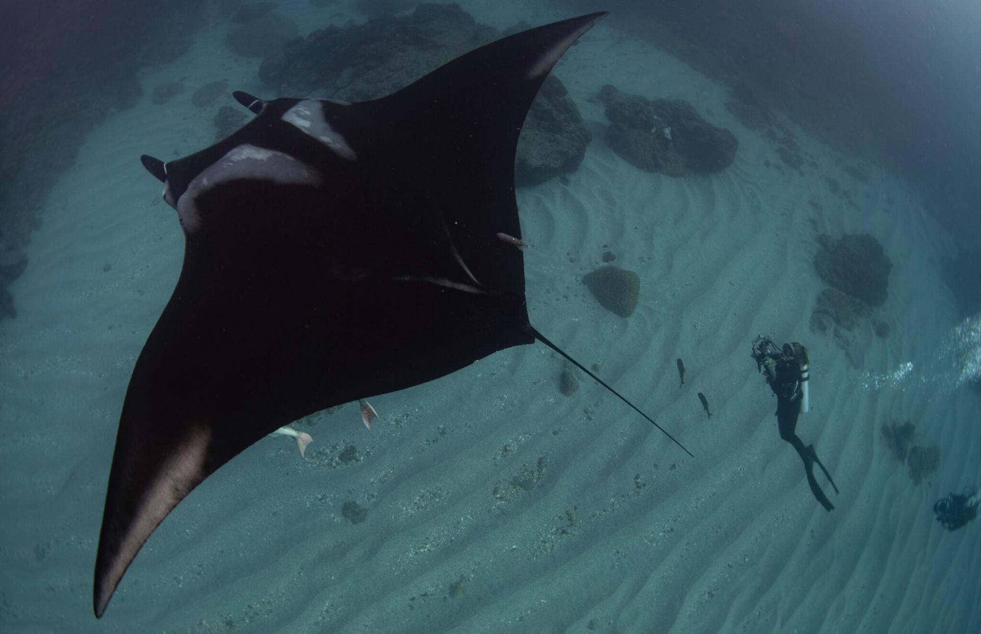 $!Madalena Pereira Cabral midiendo el tamaño de una manta gigante con fotogrametría láser emparejada. Los dos láseres proyectan dos puntos verdes sobre el animal. Al tomar una fotografía, se puede estimar fácilmente el tamaño real del animal. Esto ayuda a clasificar cada manta como juvenil o adulta.