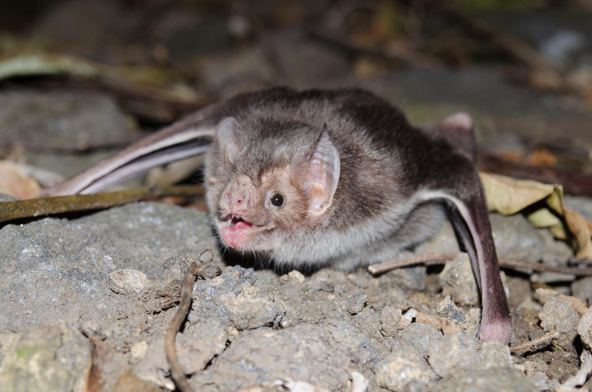 $!Desmodus rotundus es el murciélago hematófago más común en México.