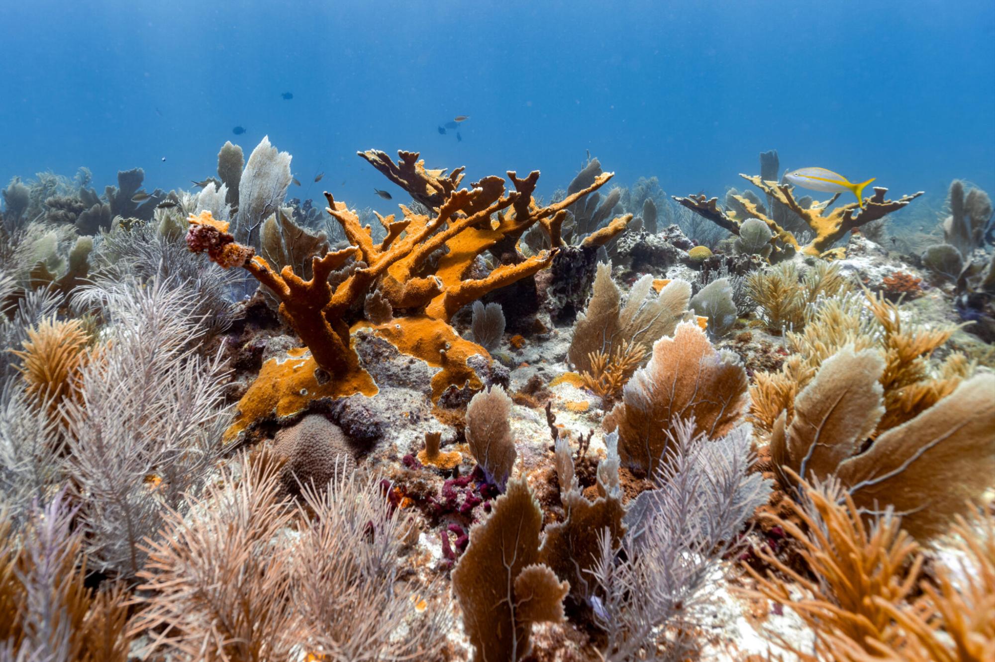 $!Colonias de coral cuerno de alce (Acropora palmata), especie listada en la NOM-059-SEMARNAT-2010.