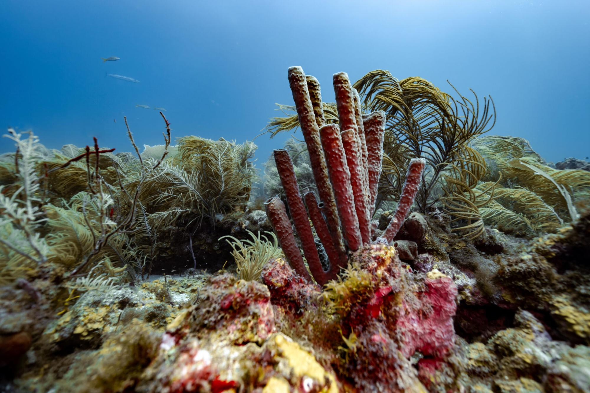 $!Científicos descubren monumentales arrecifes de coral en el Golfo de México