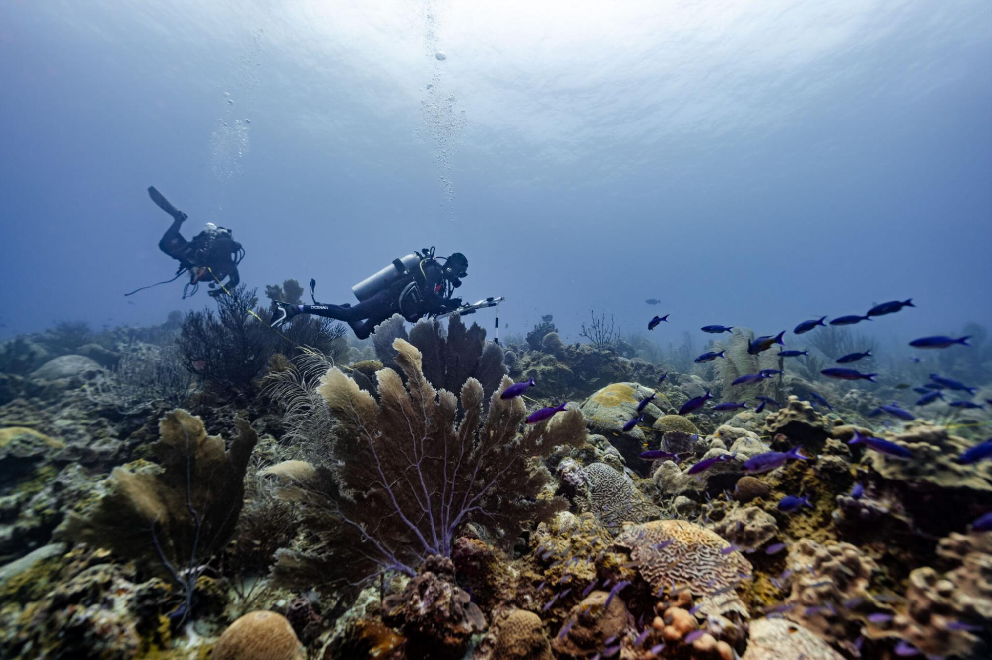 $!Científicos descubren monumentales arrecifes de coral en el Golfo de México