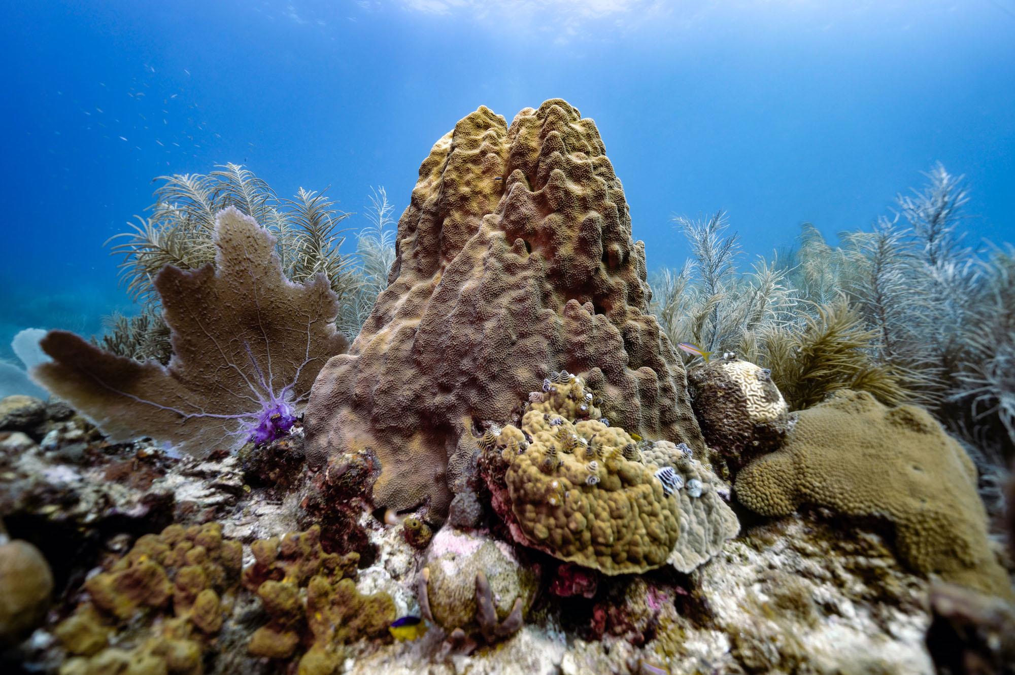 $!Científicos descubren monumentales arrecifes de coral en el Golfo de México