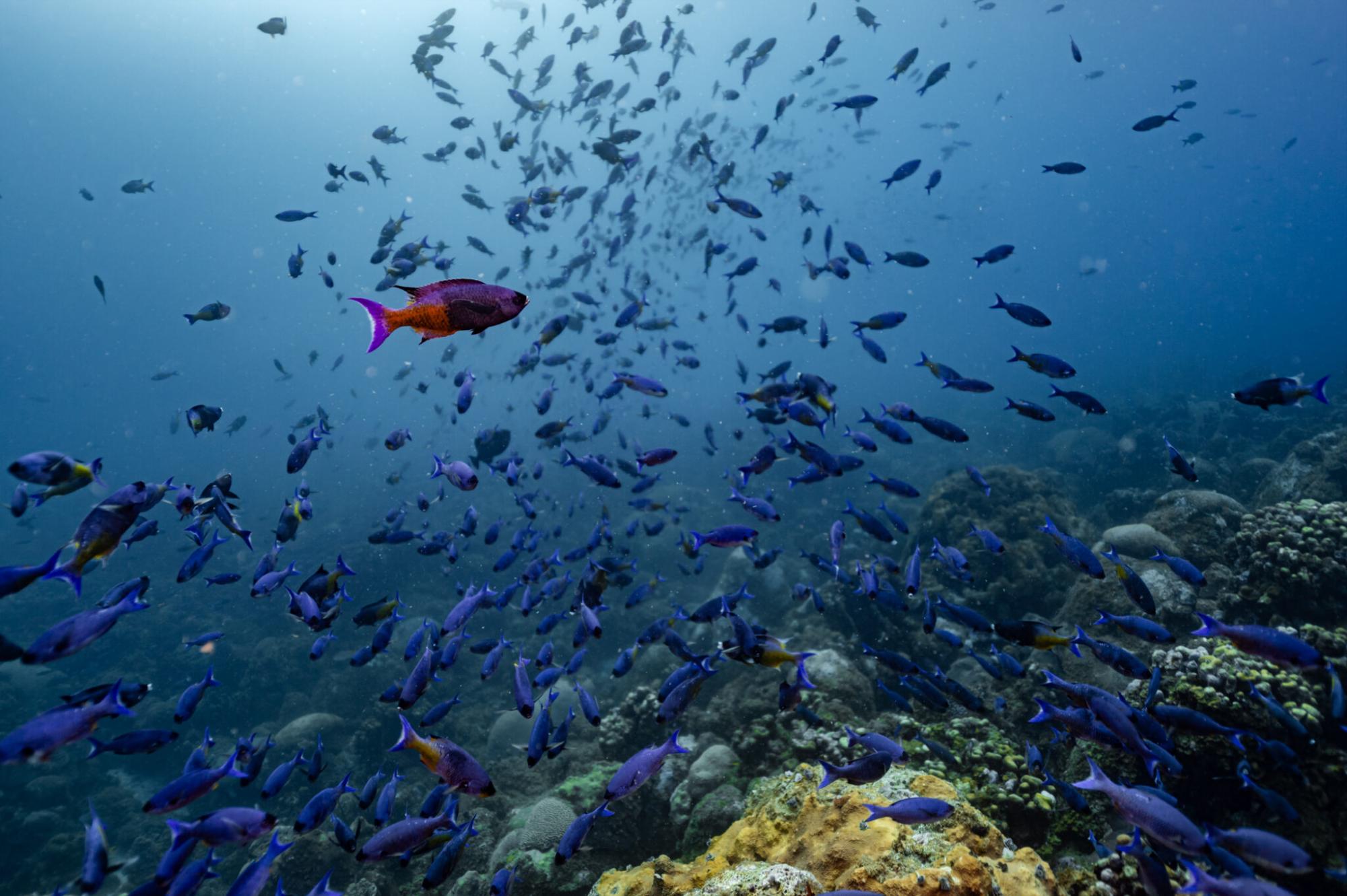 $!Científicos descubren monumentales arrecifes de coral en el Golfo de México