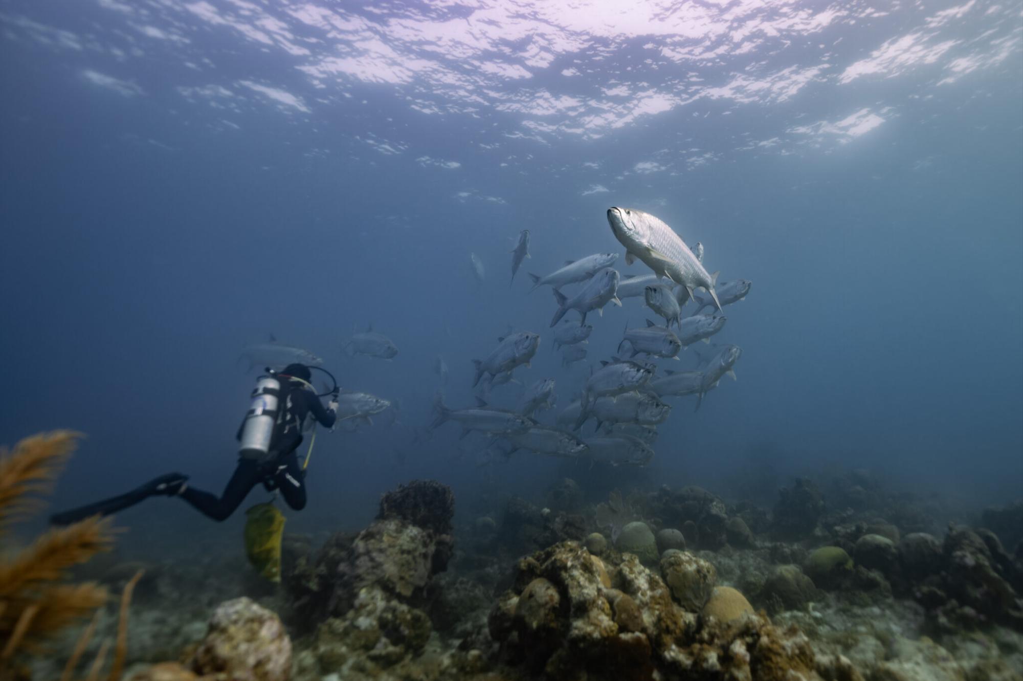 $!Científicos descubren monumentales arrecifes de coral en el Golfo de México