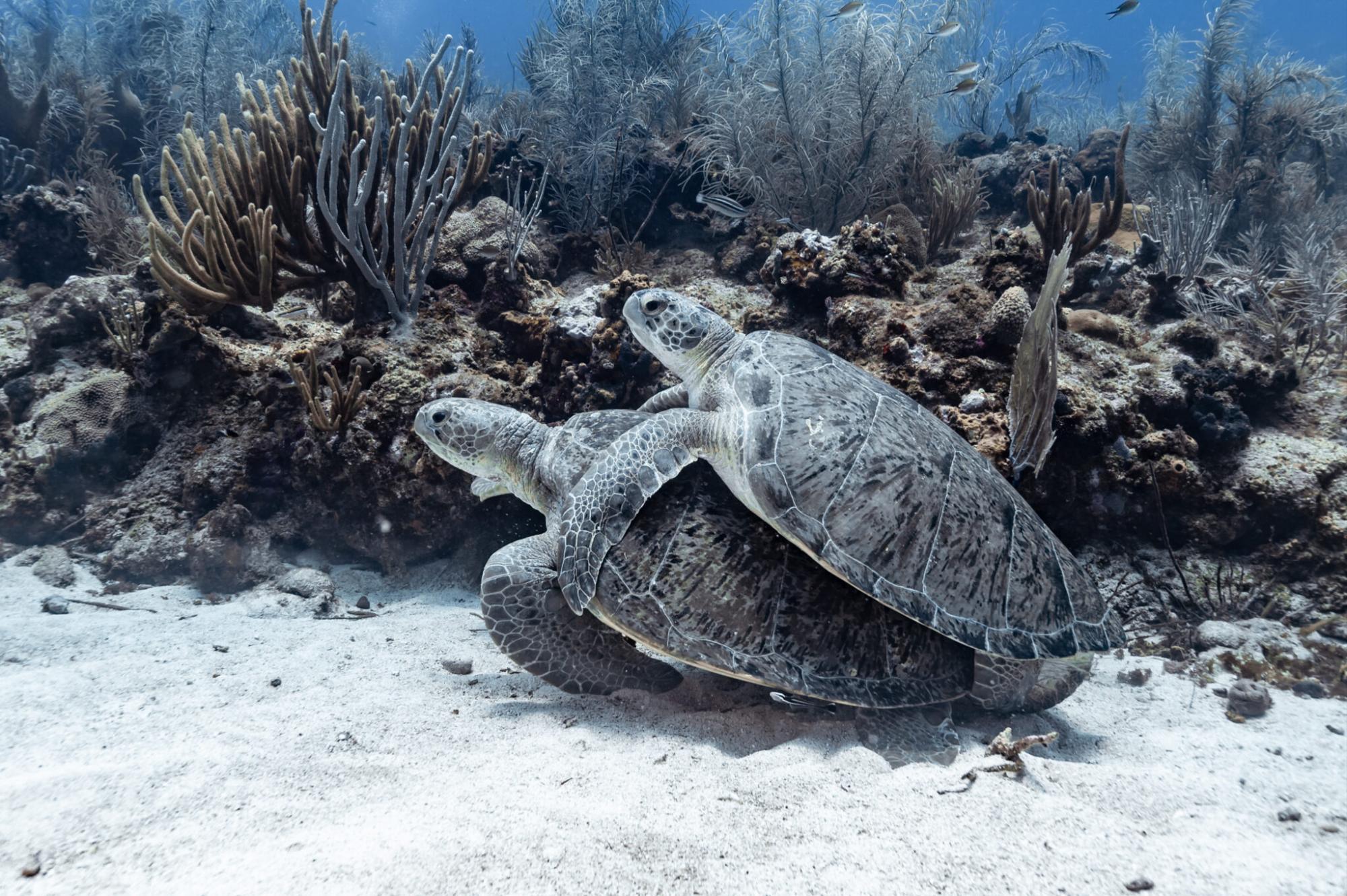 $!Apareamiento de tortugas marinas captado durante la expedición científica de Oceana en Los Cayos del Banco de Campeche, en el Golfo de México.