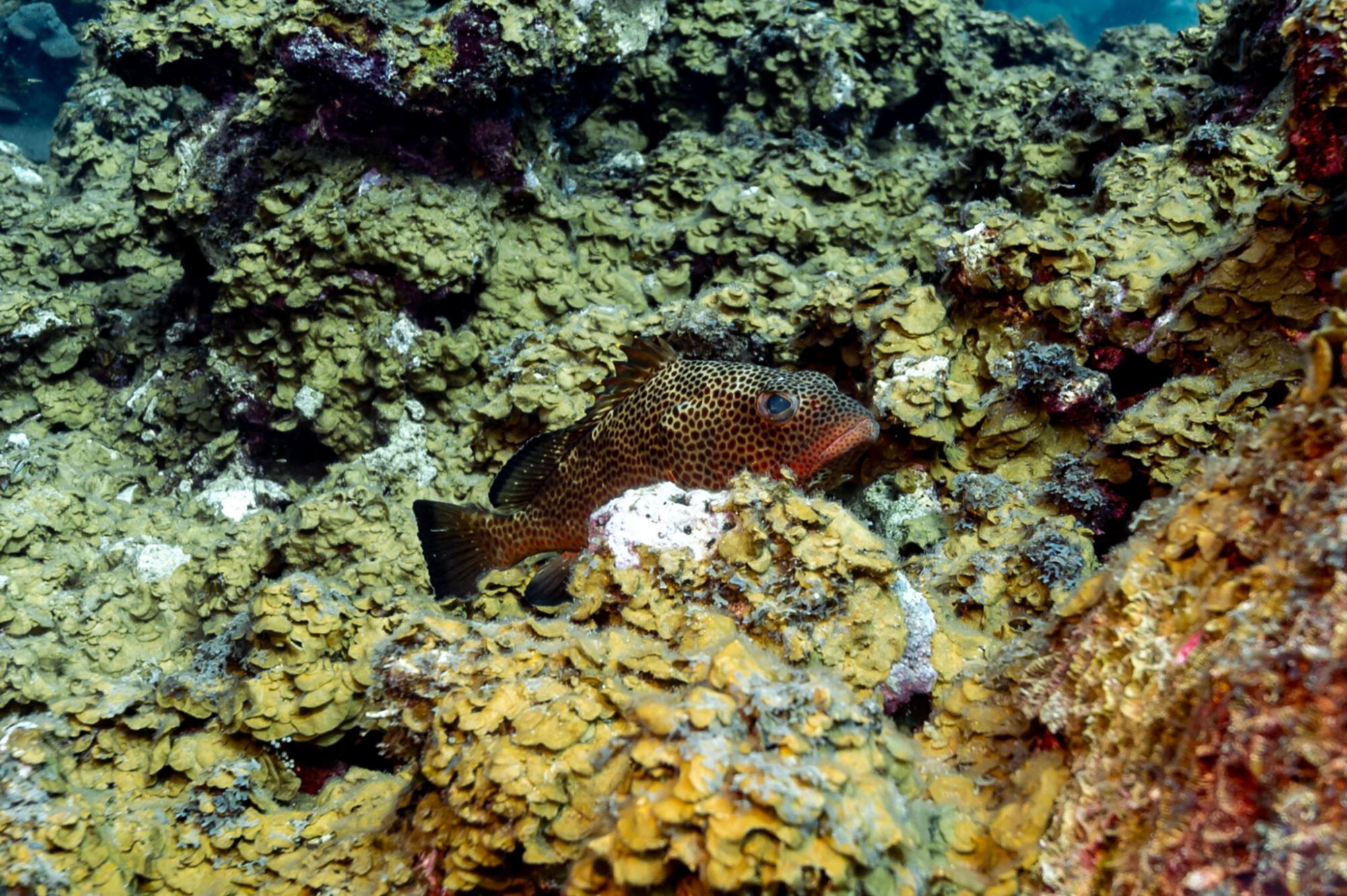 $!Científicos descubren monumentales arrecifes de coral en el Golfo de México